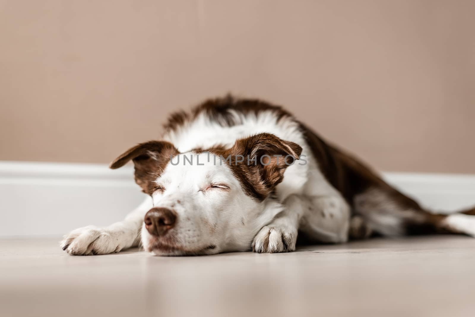 Cute brown and white Border Collie lays on the floor inside a house with her eyes closed. Lazy day, calm, sleeping dog by Pendleton