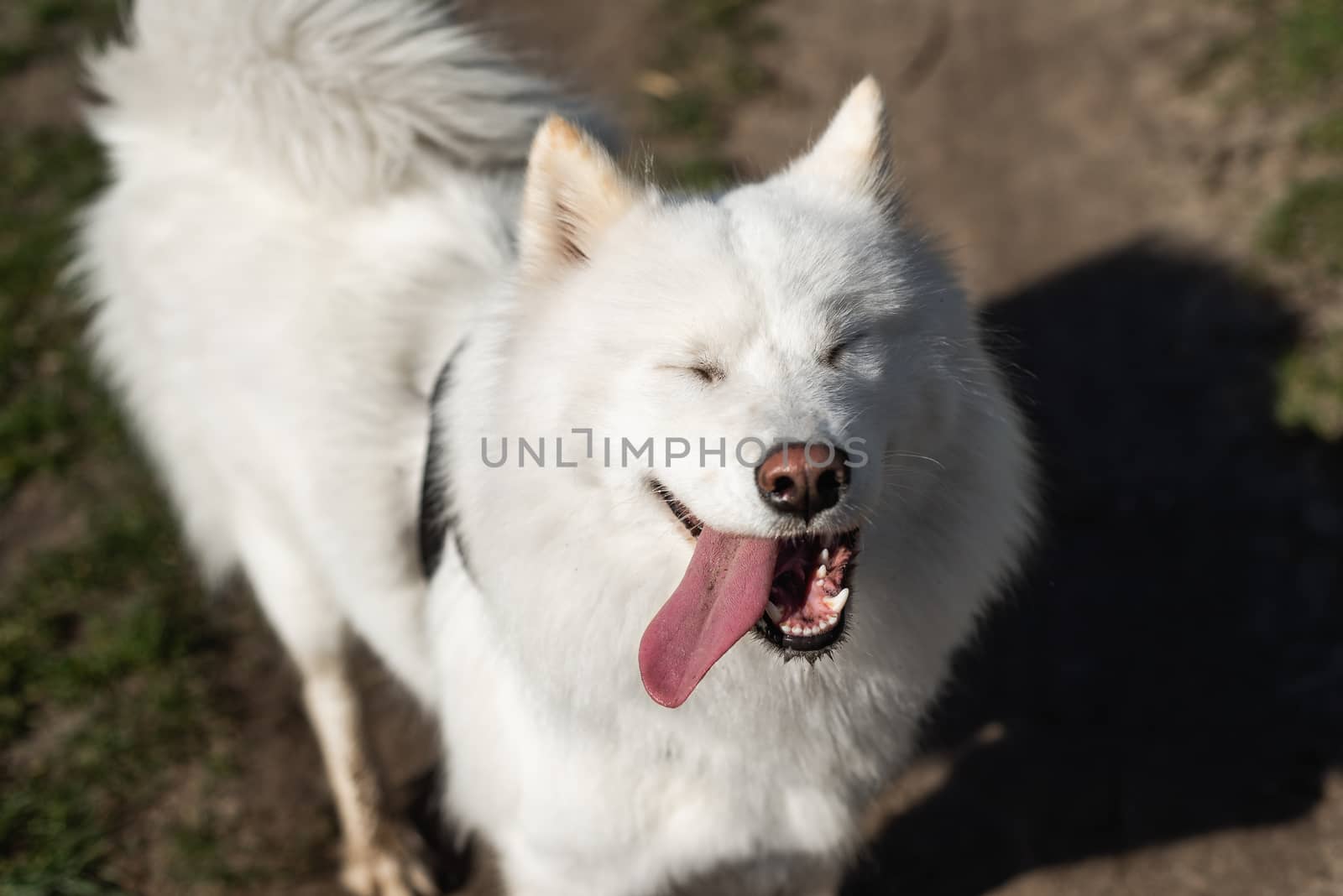 Samoyed with eyes closed, mouth open and tongue to the side on dirt and grass background