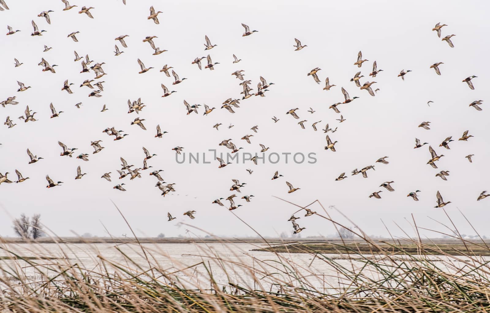 Large flock of northern shoveler ducks in northern California by Pendleton