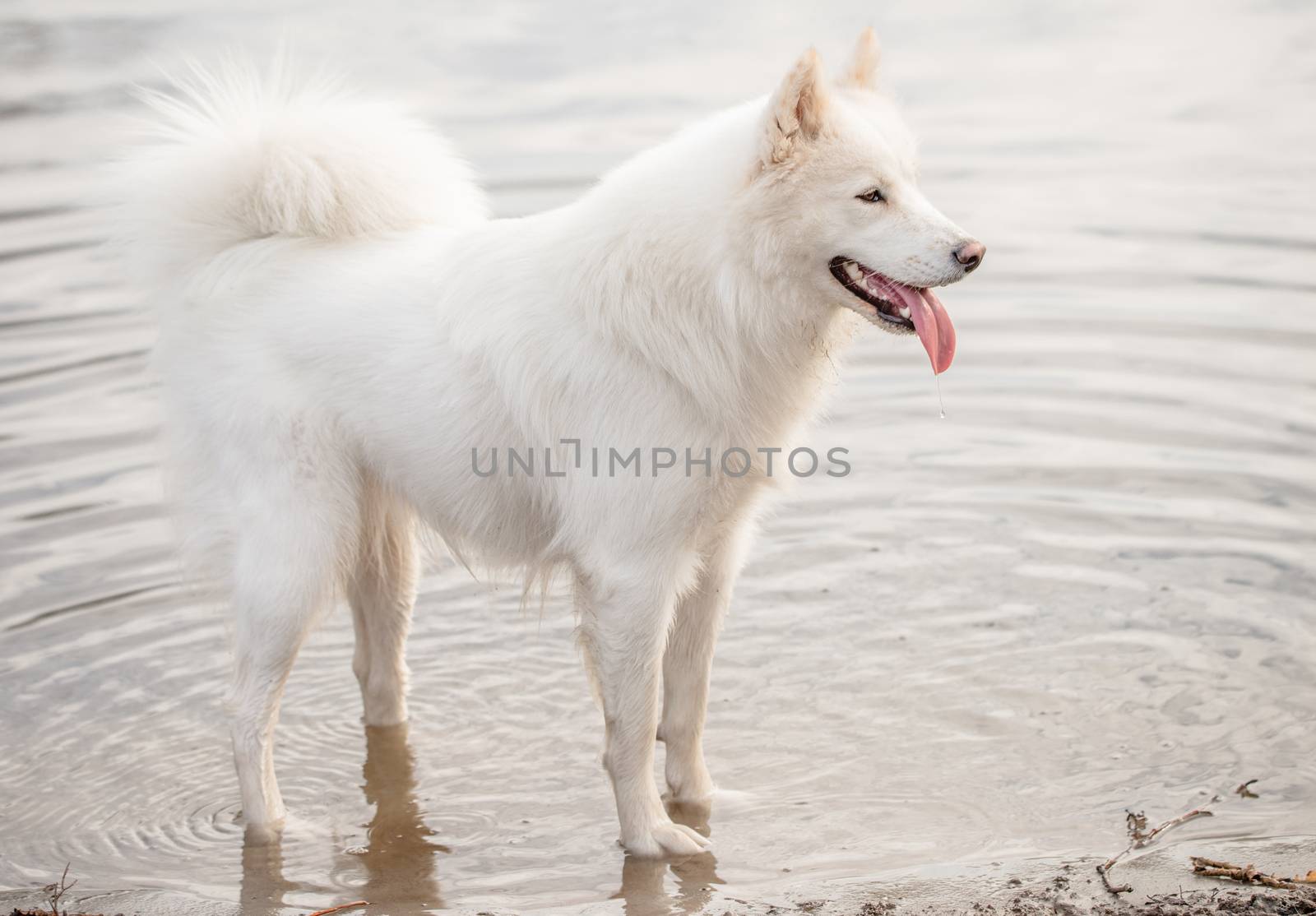 Cute, fluffy white Samoyed dog standing at the water's edge at a dog park