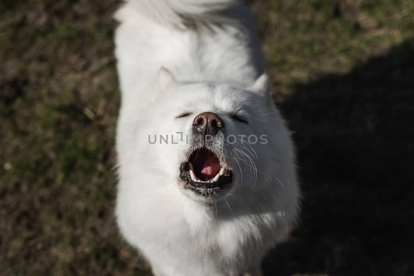 Samoyed barking, howling at camera on dirt and grass background