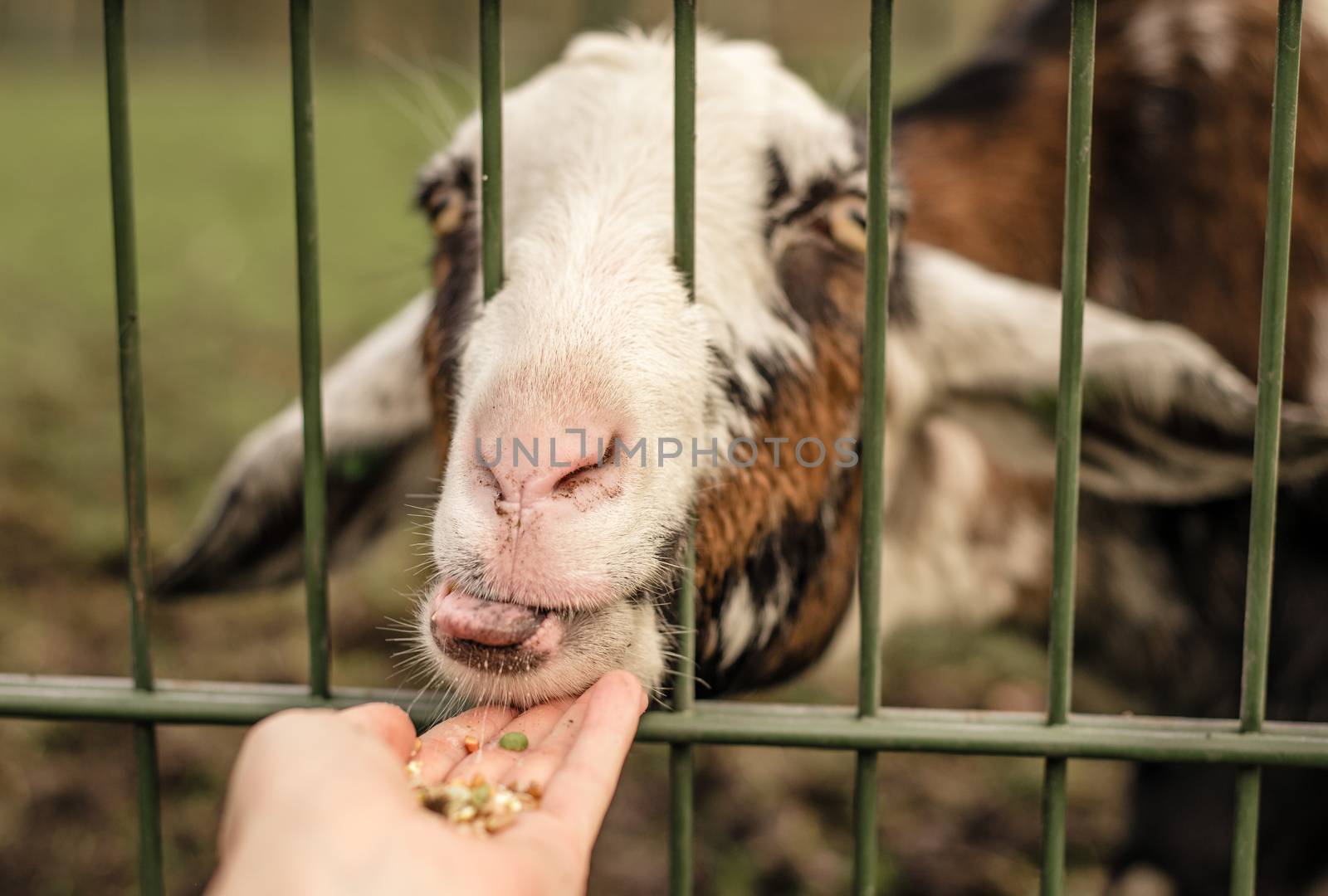 A goat licking food out of a persons hand by Pendleton