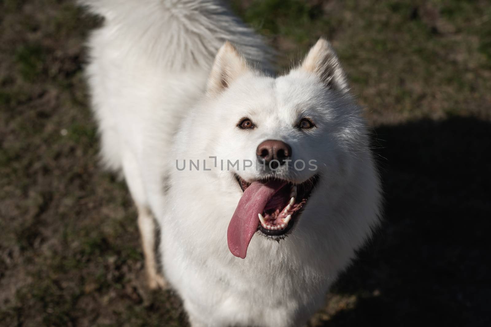 Samoyed looking up with mouth open and tongue to the side