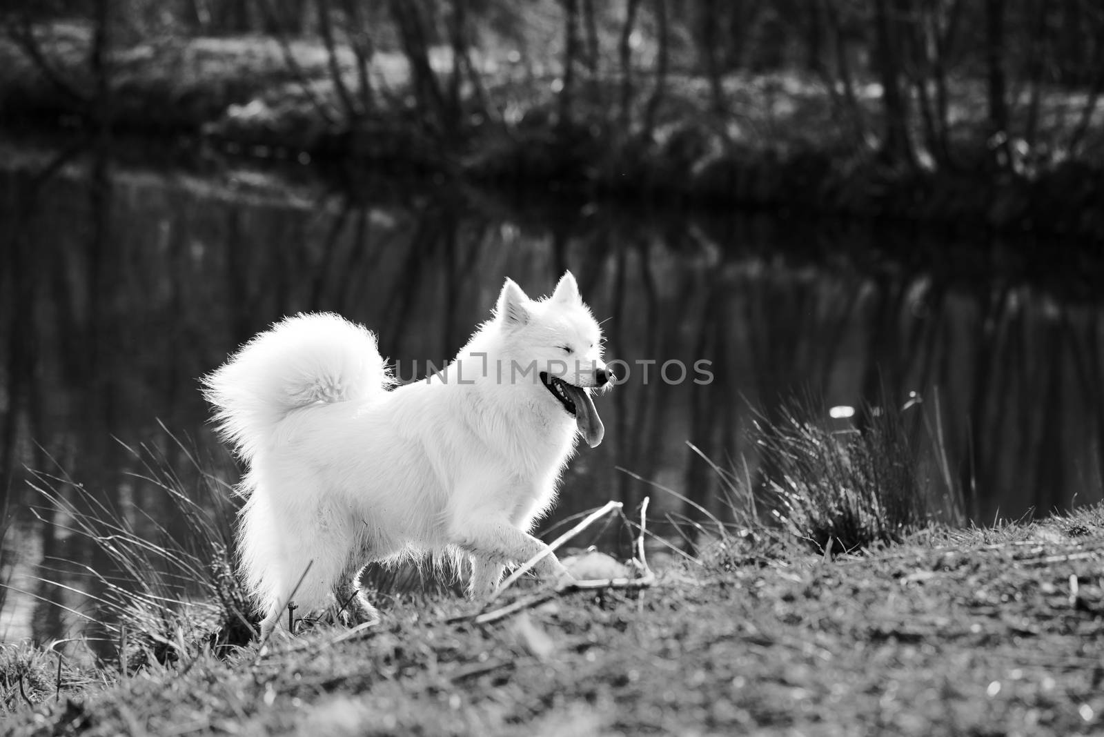 Cute, fluffy white Samoyed dog by a pond at a dog park by Pendleton