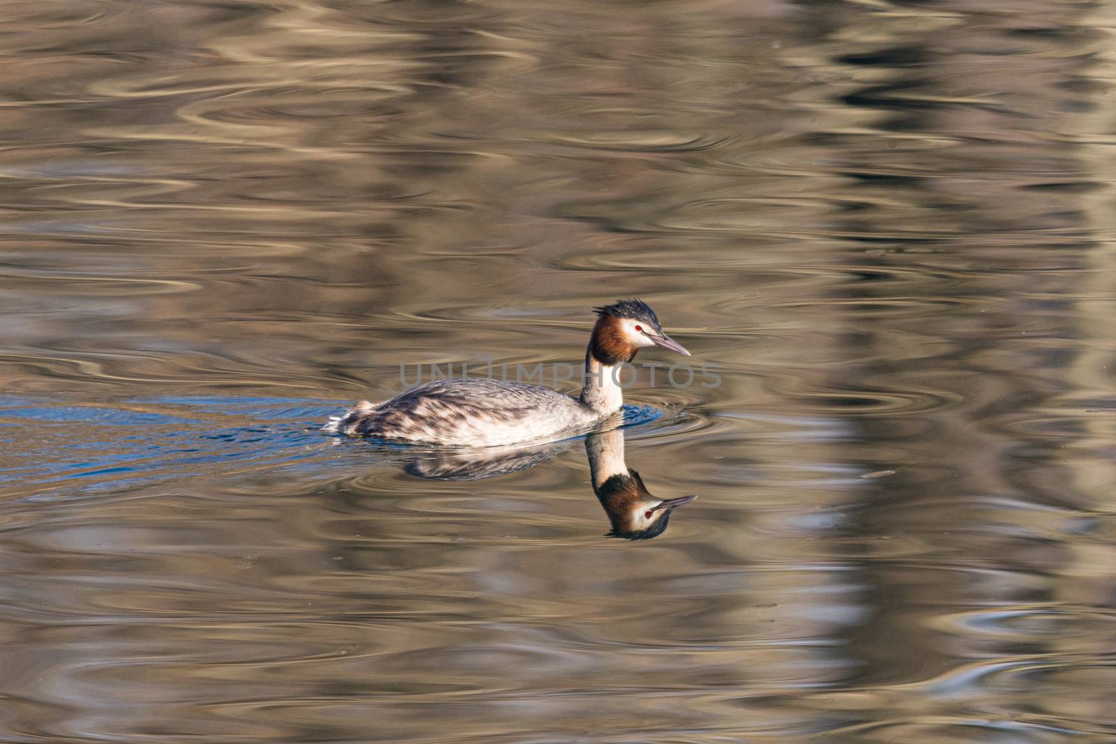 Great crested grebe swims in the calm waters of an Italian river, european bird