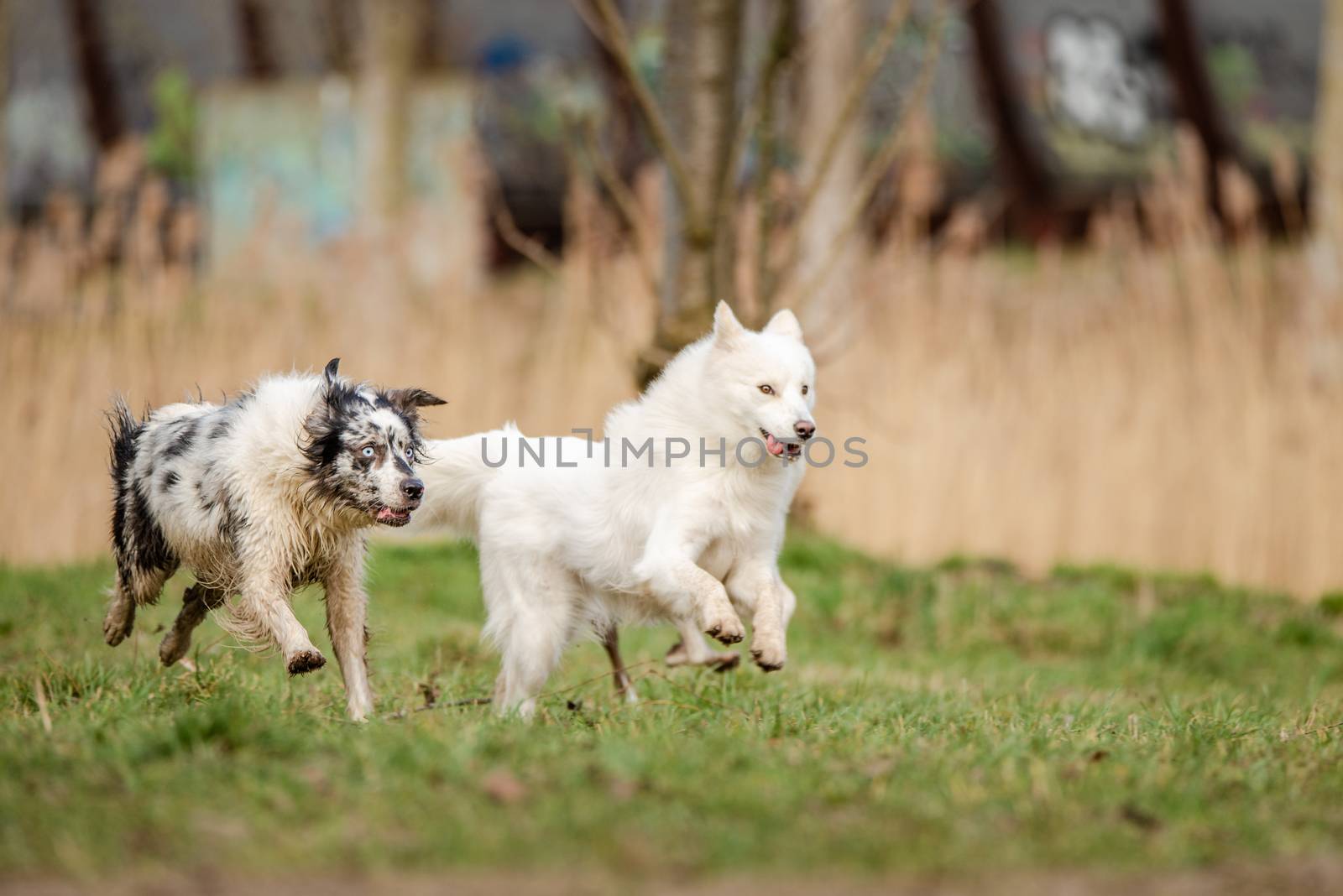 Cute, fluffy white Samoyed dog and a blue merle Border Collie run together