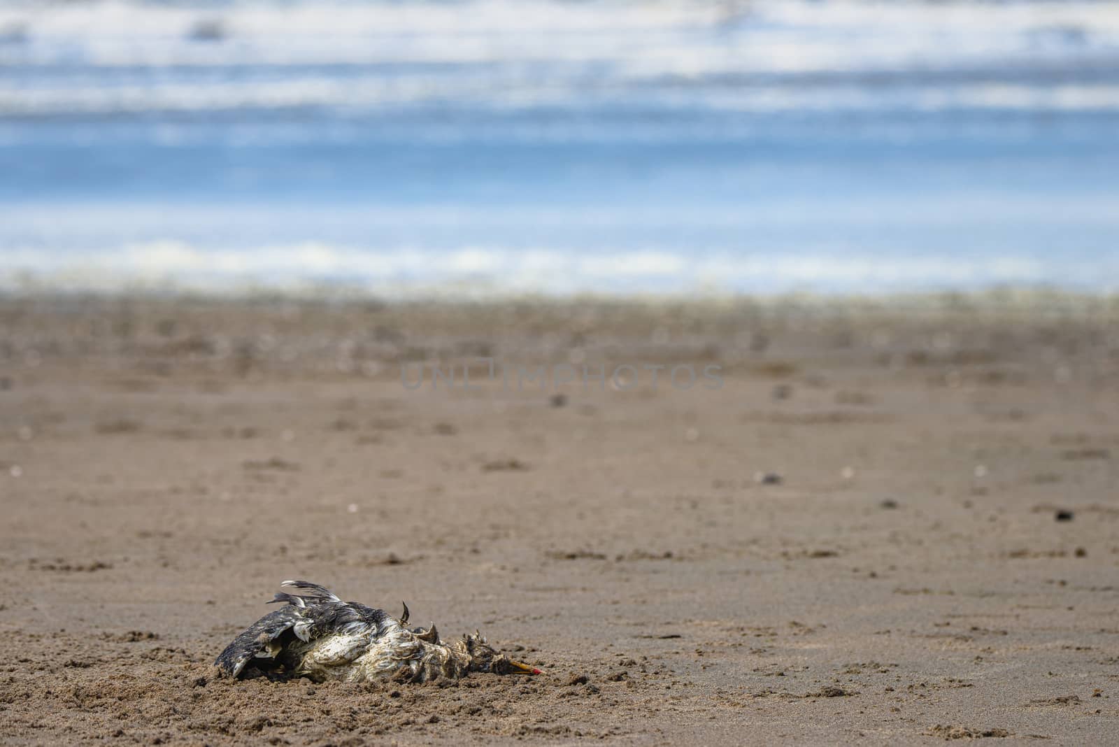 A dead seagull laying on a sandy beach by Pendleton