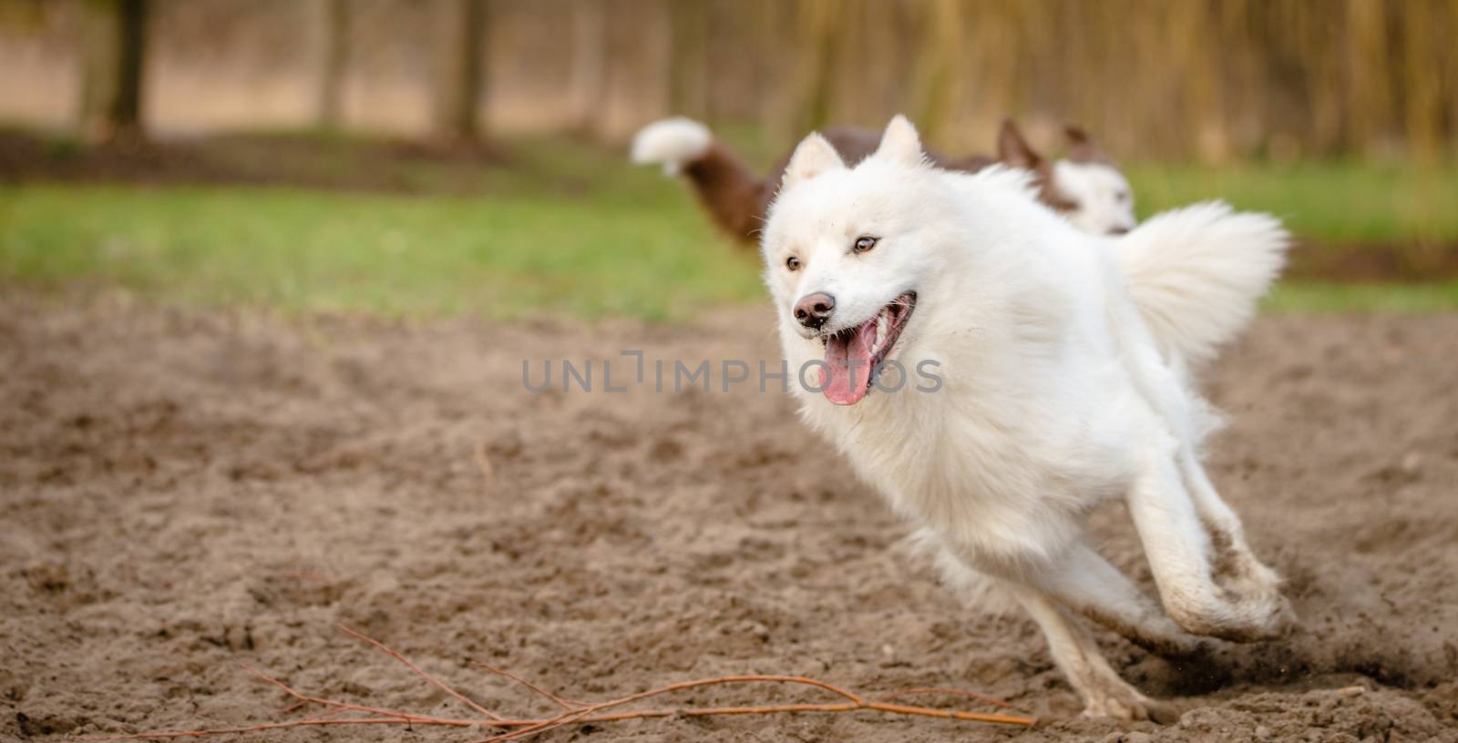 Cute, fluffy white Samoyed dog running and playing at the dog park