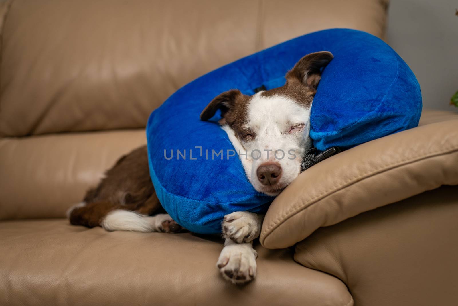 Cute Border Collie dog sleeping on a couch, wearing blue inflatable collar