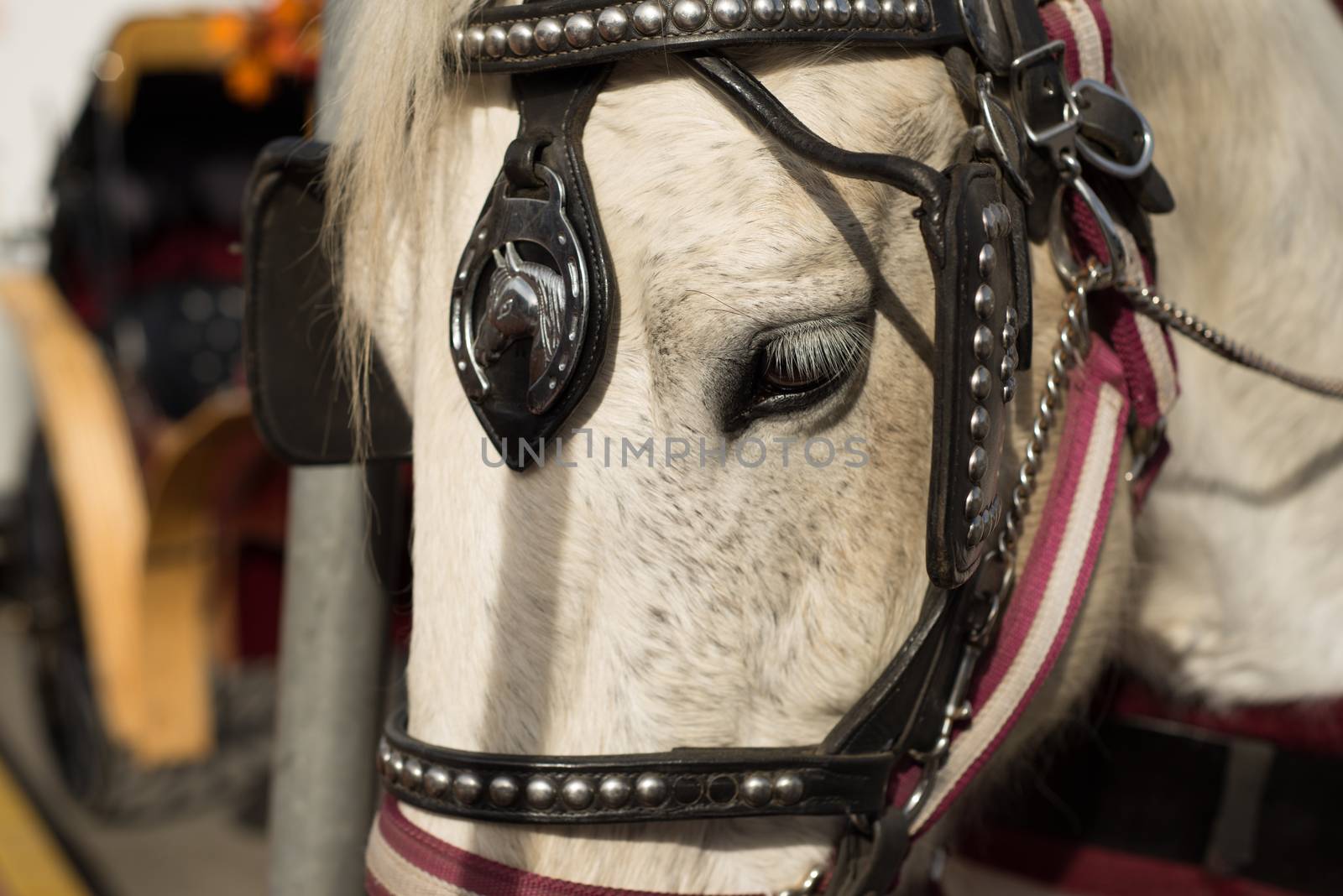 Close-up of a draft horse