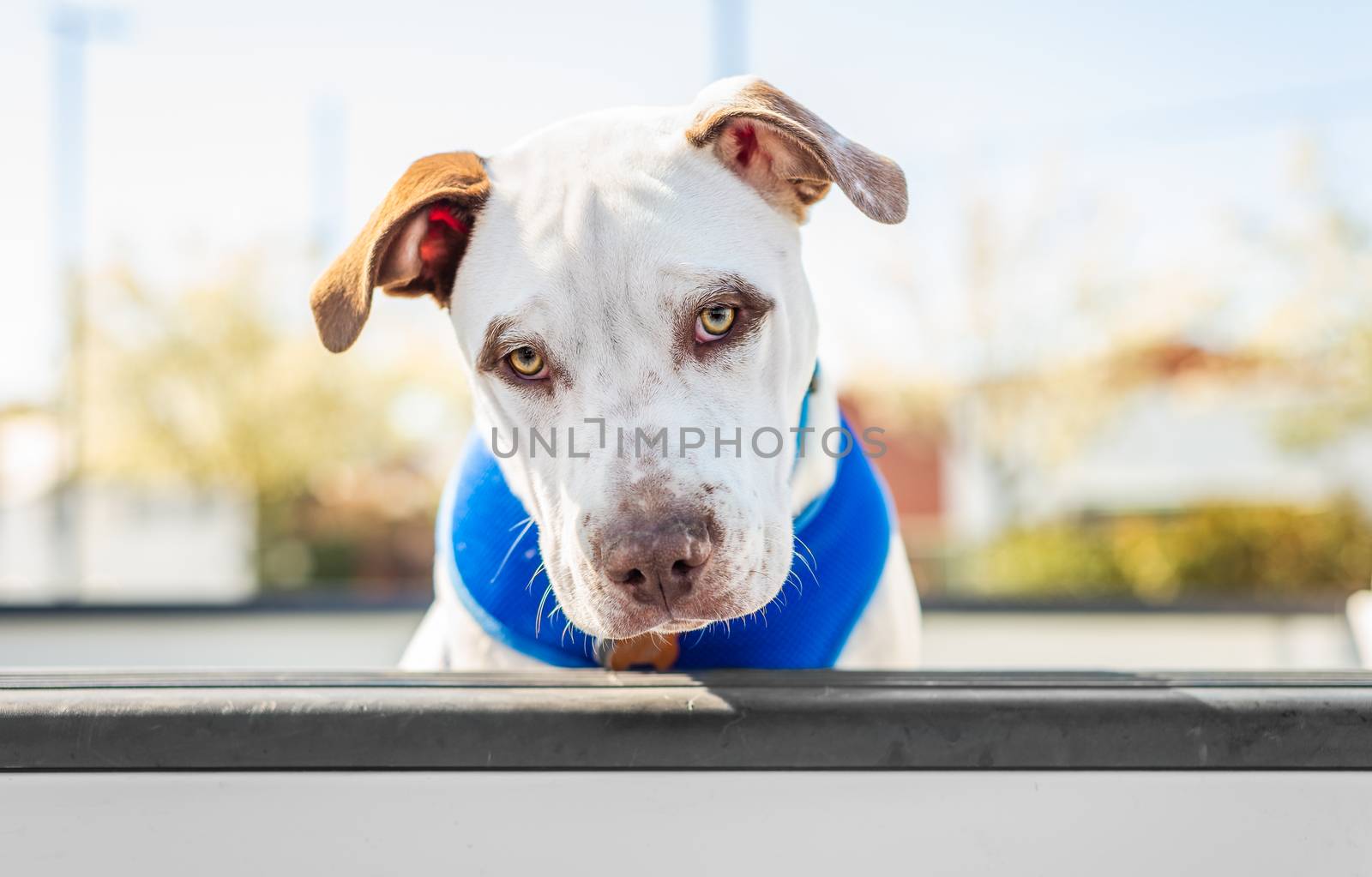 Adorable pitbull pet dog looking at the camera from a pickup truck