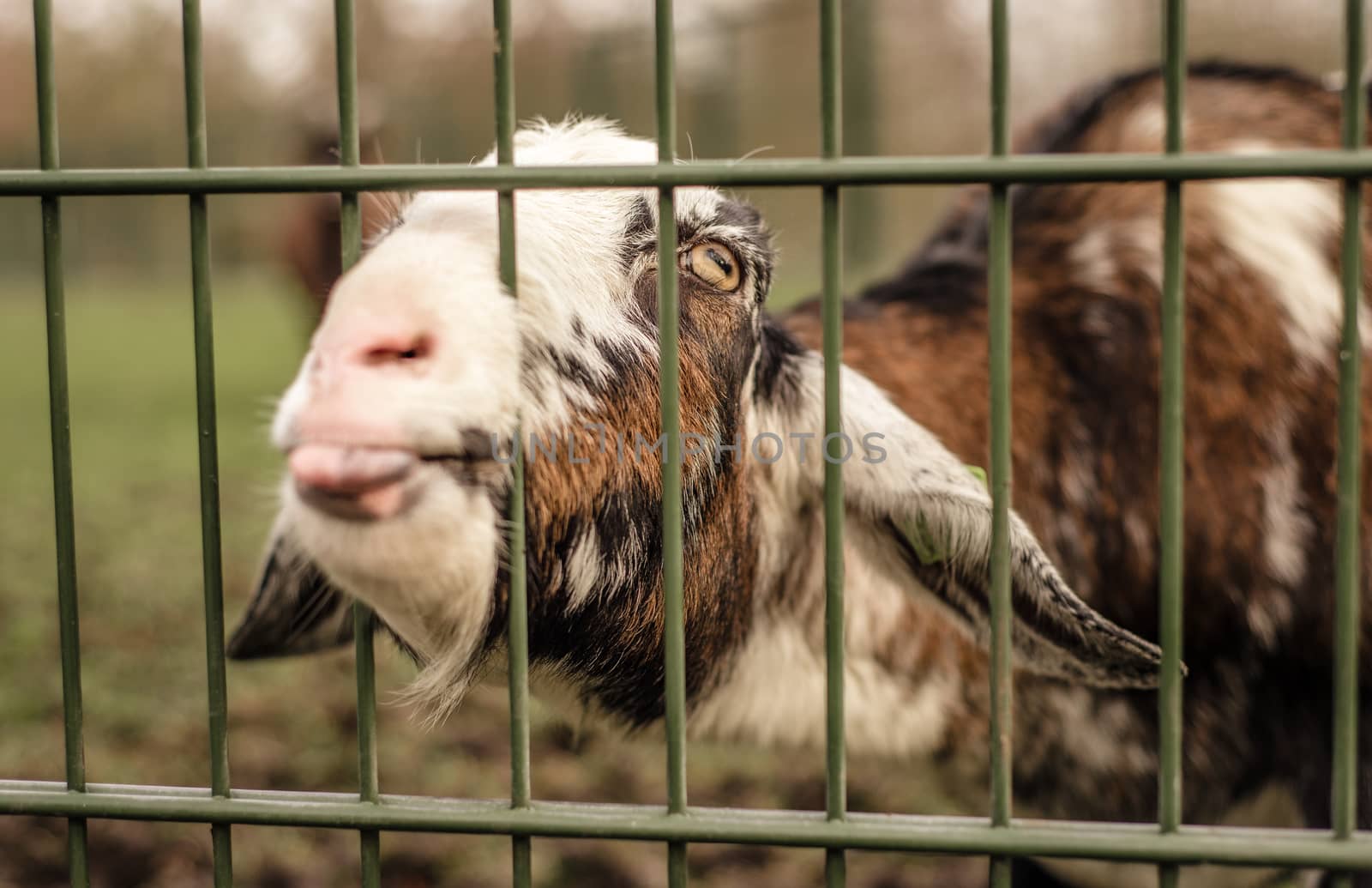 A goat sticks its nose through a fence, making a funny face