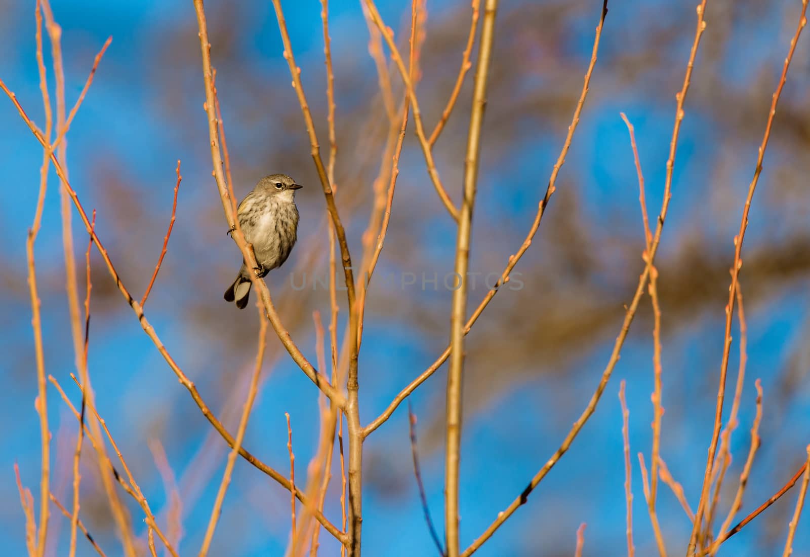 North American yellow-rumped warbler aka Setophaga coronata, in winter