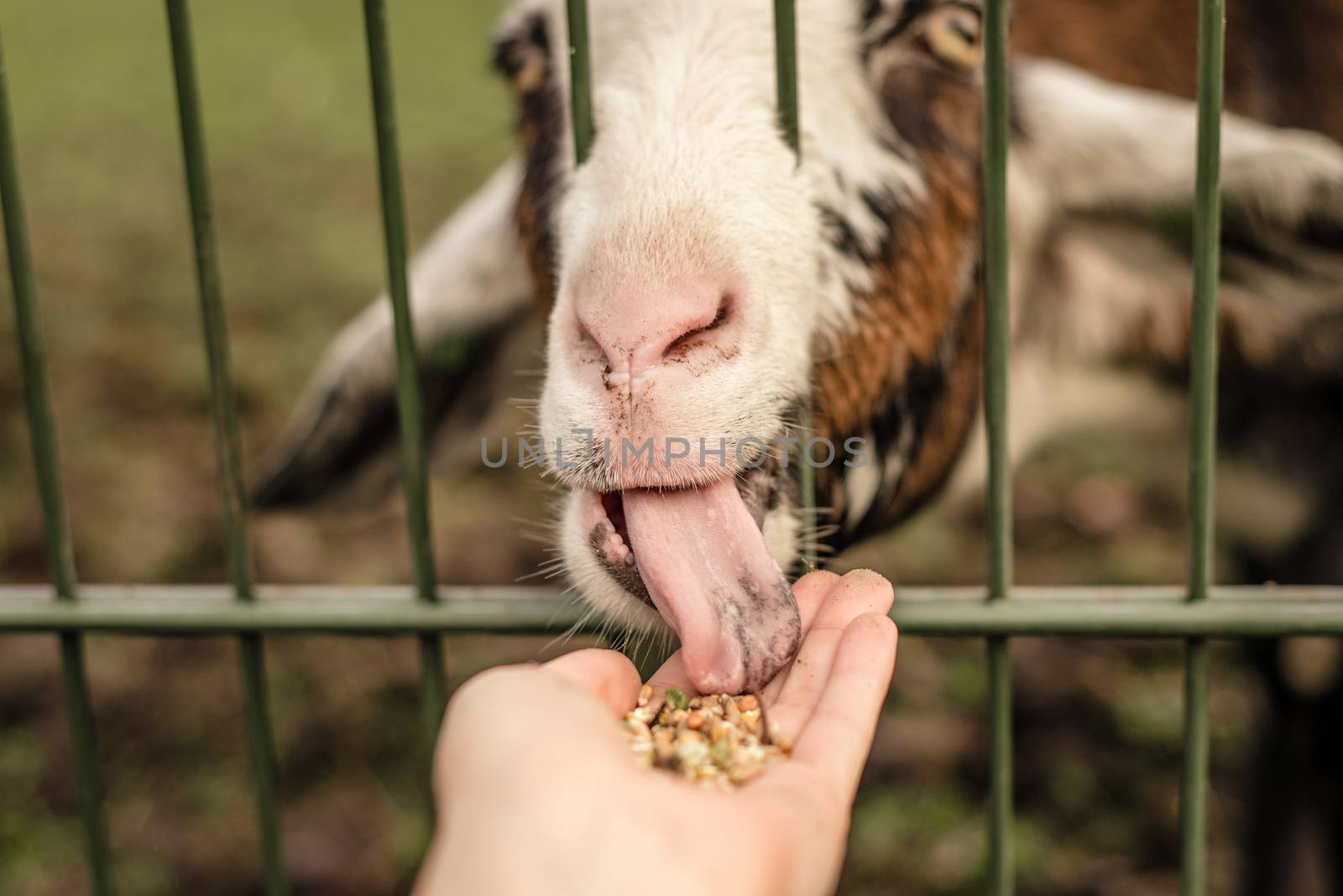 A goat licking food out of a persons hand by Pendleton