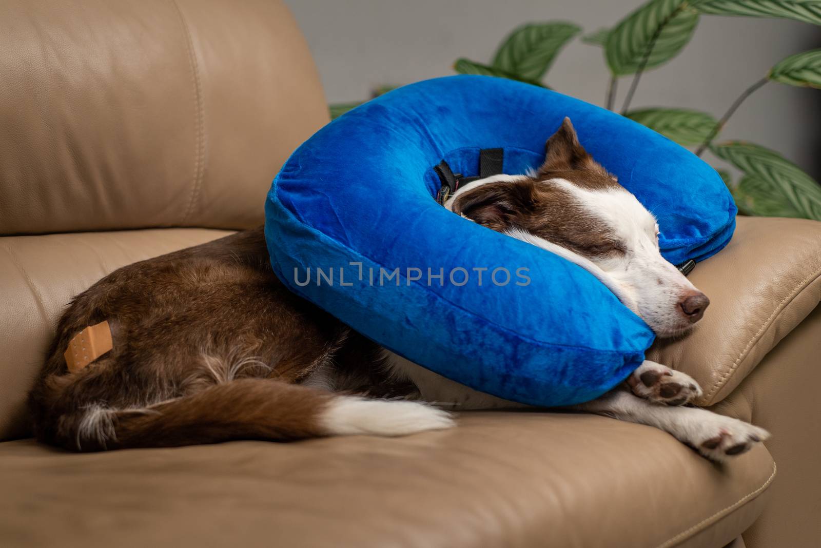 Blue inflatable elizabethan doughnut collar on a wounded dog. Medical care, veterinary objects