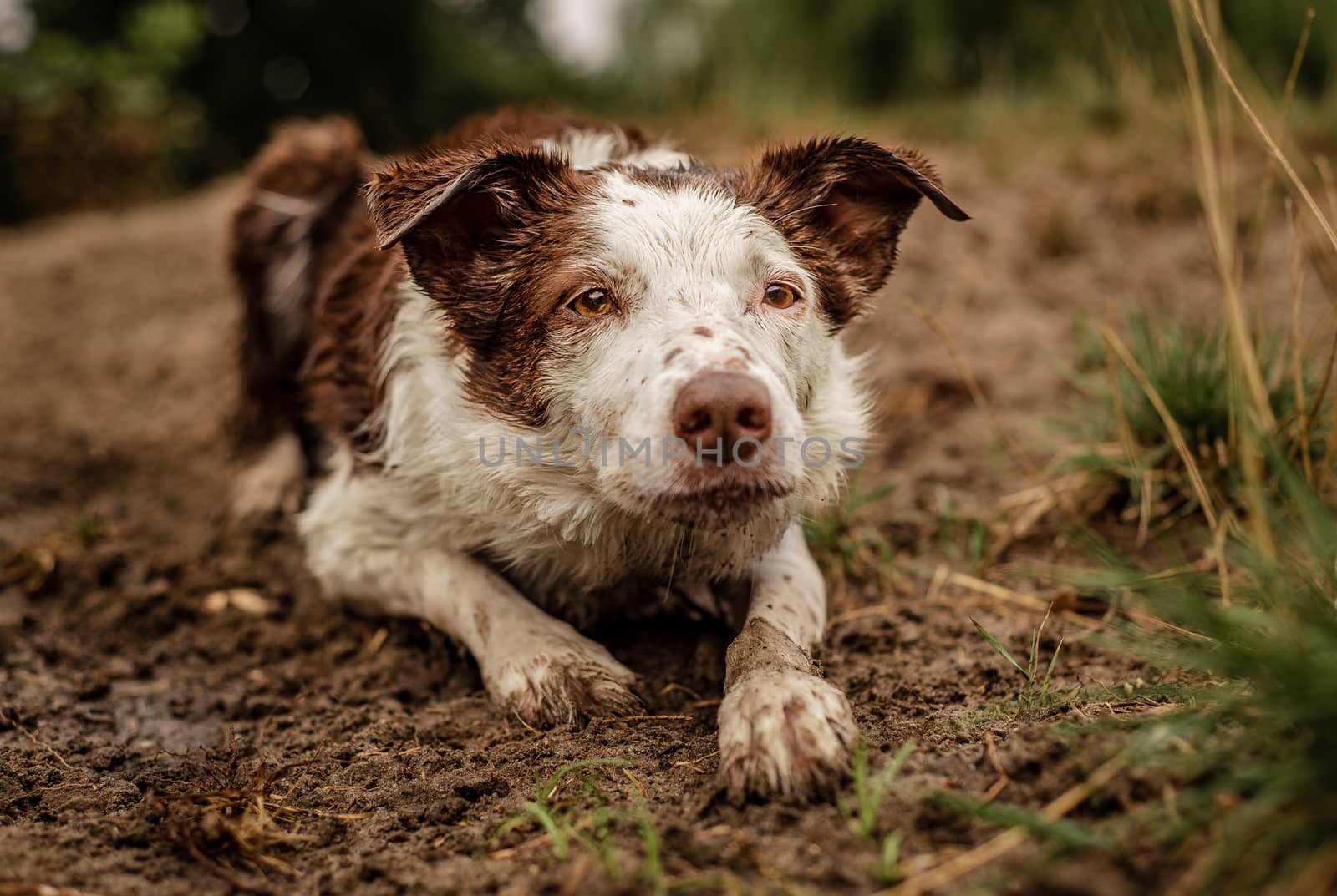 Brown and white Border Collie herding and laying in mud by Pendleton