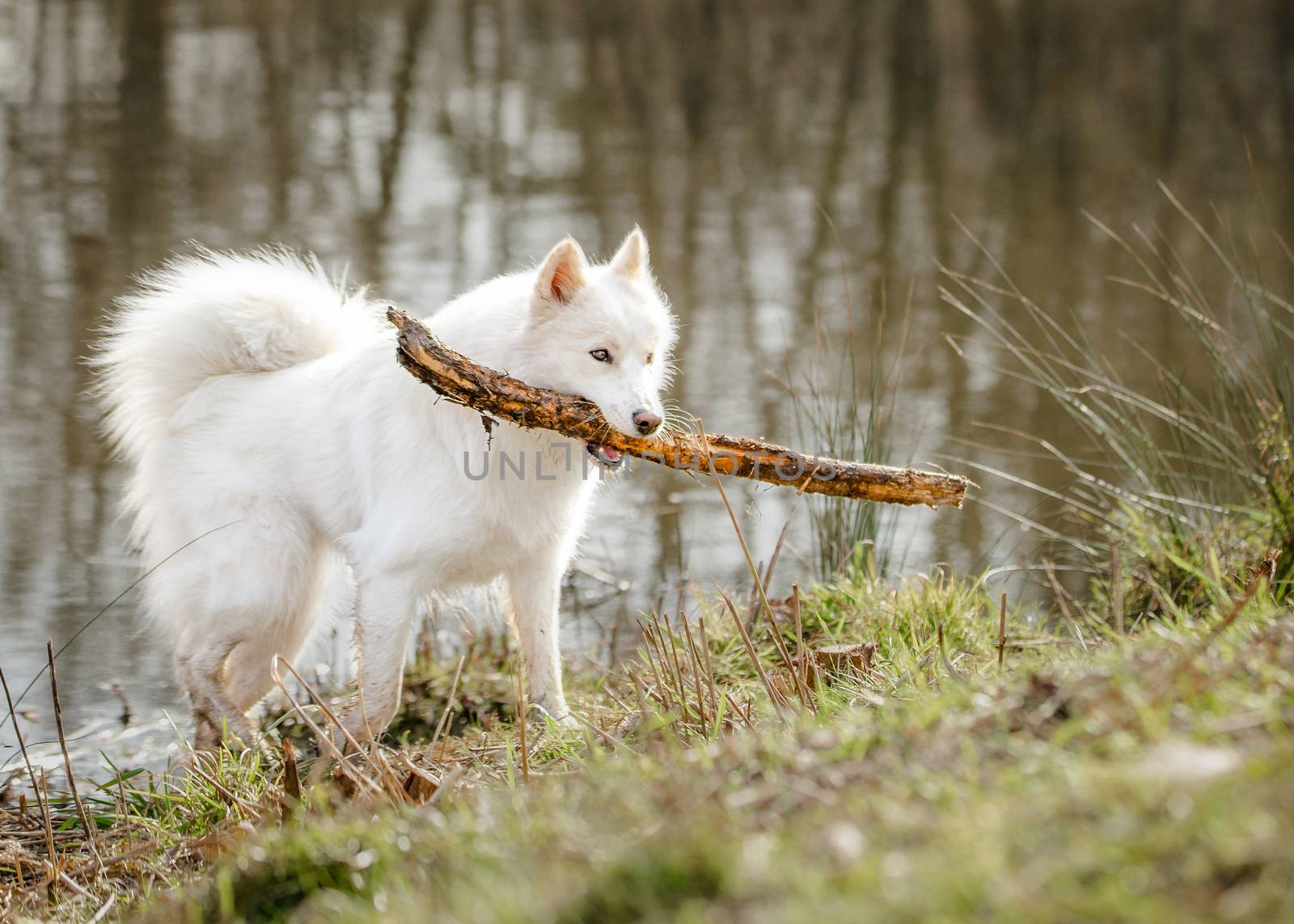 Cute, fluffy white Samoyed dog playing with a stick