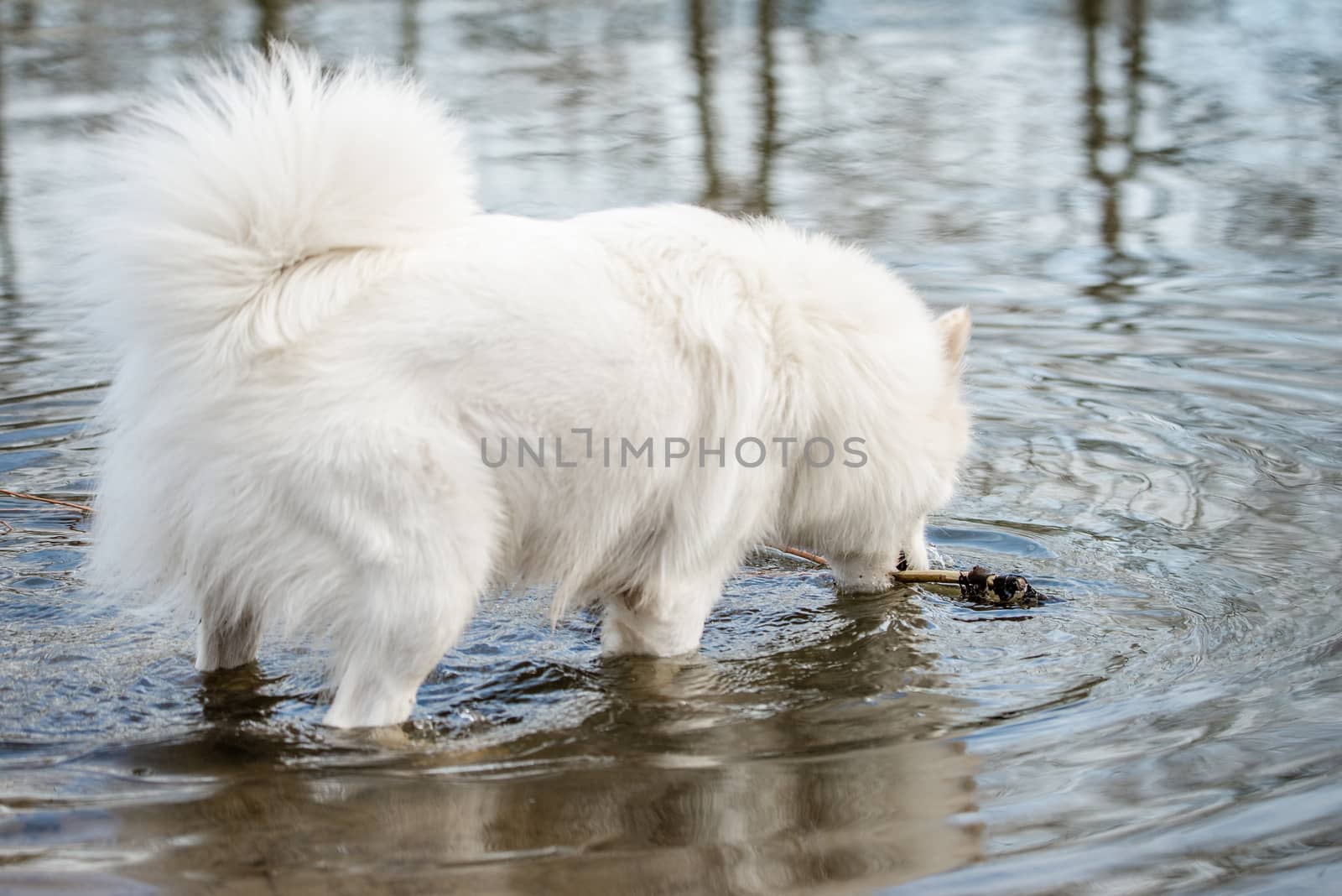 Cute, fluffy white Samoyed dog grabs a stick from the water in a pond at the dog park