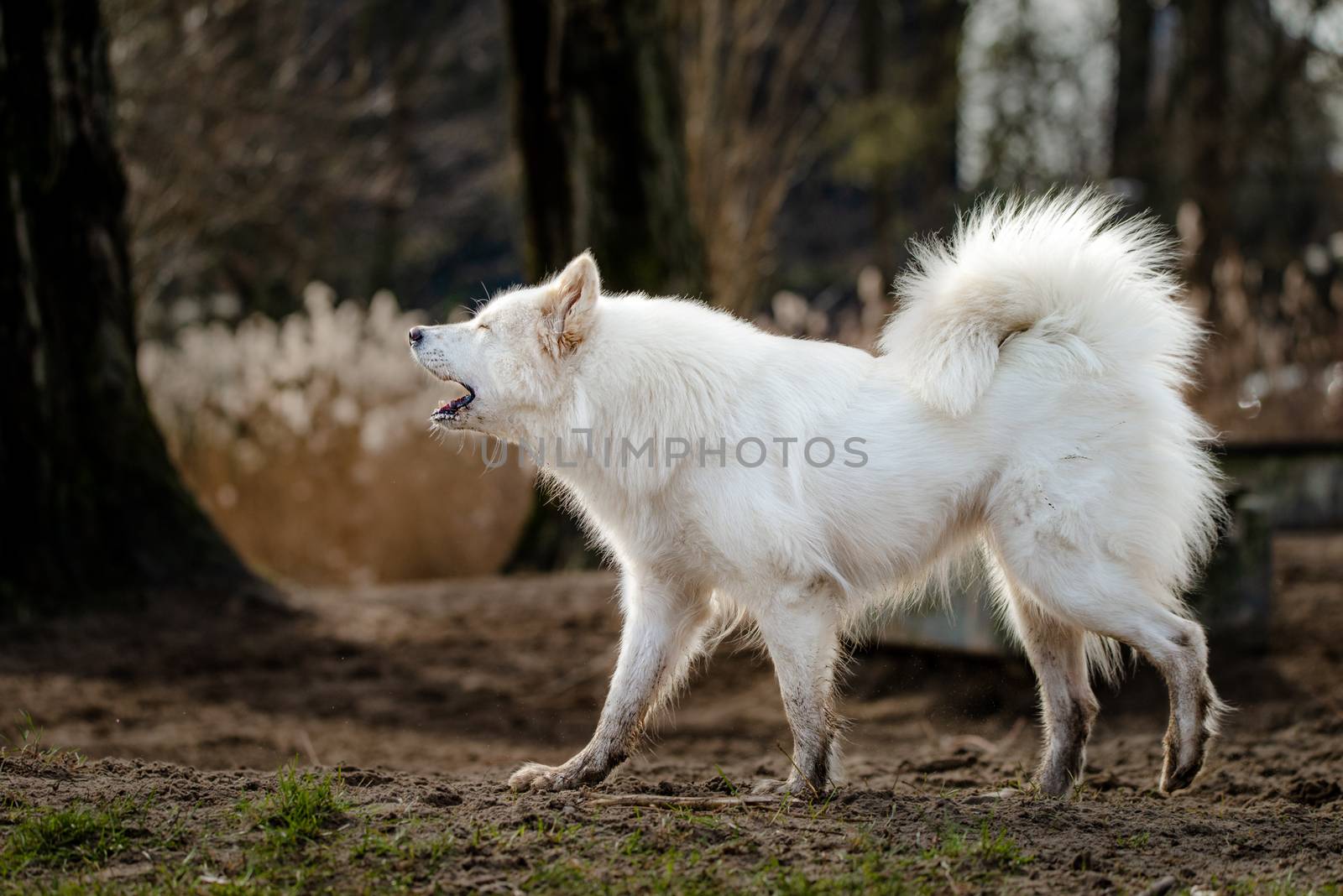 Cute, fluffy white Samoyed dog at the dog park