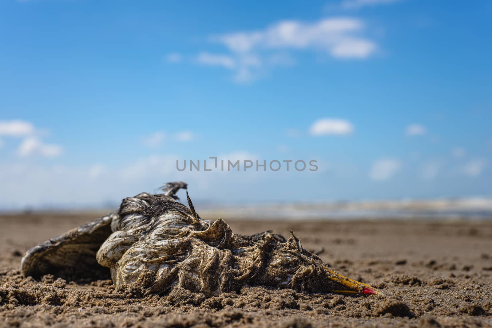 A dead seagull laying on a sandy beach by Pendleton