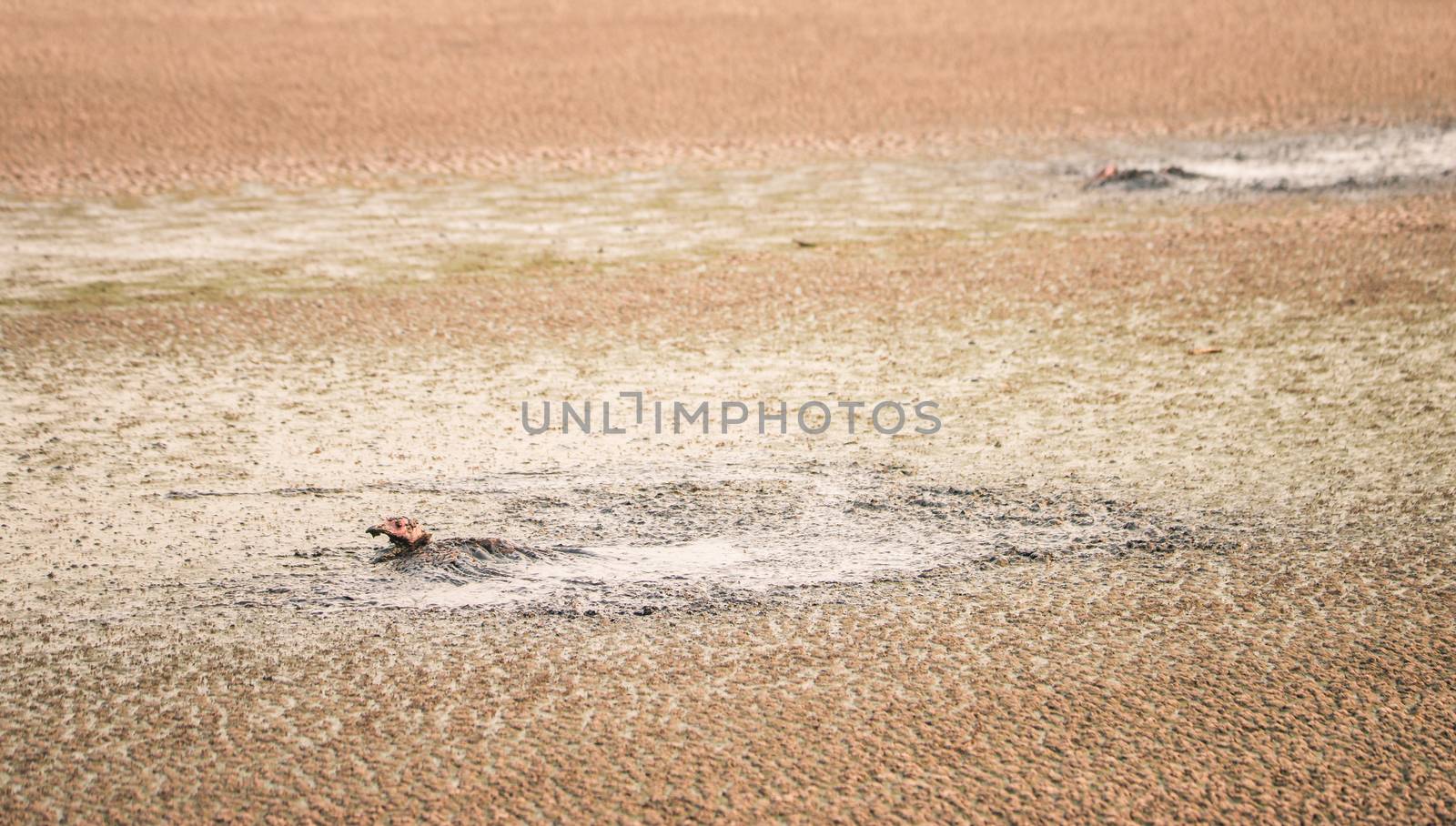 Two Turkeys stuck in sludge at a wastewater treatment facility