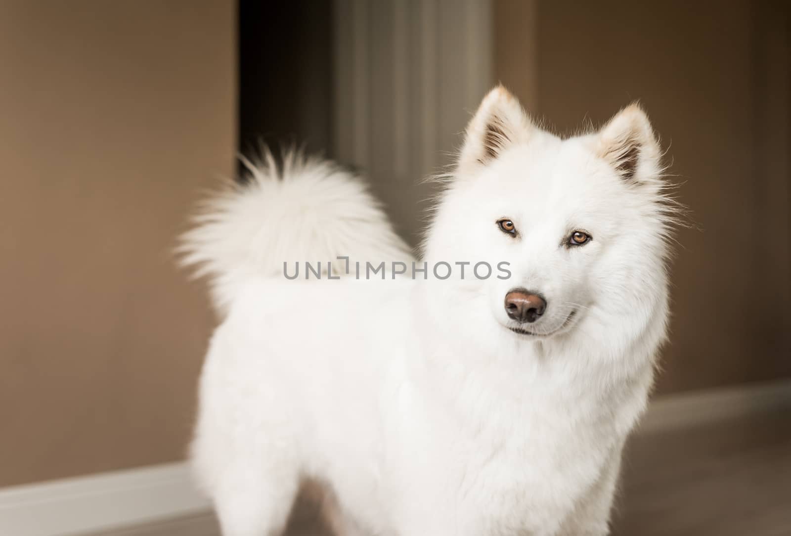 Cute, fluffy white Samoyed dog looks at the camera with a curious expression.