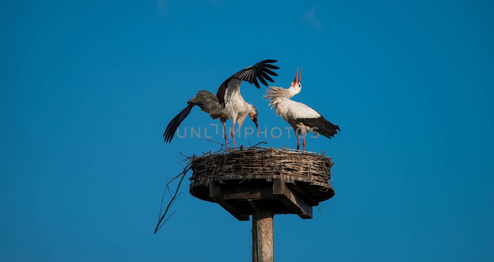 A pair of White Storks on their nest in Vondelpark, Amsterdam