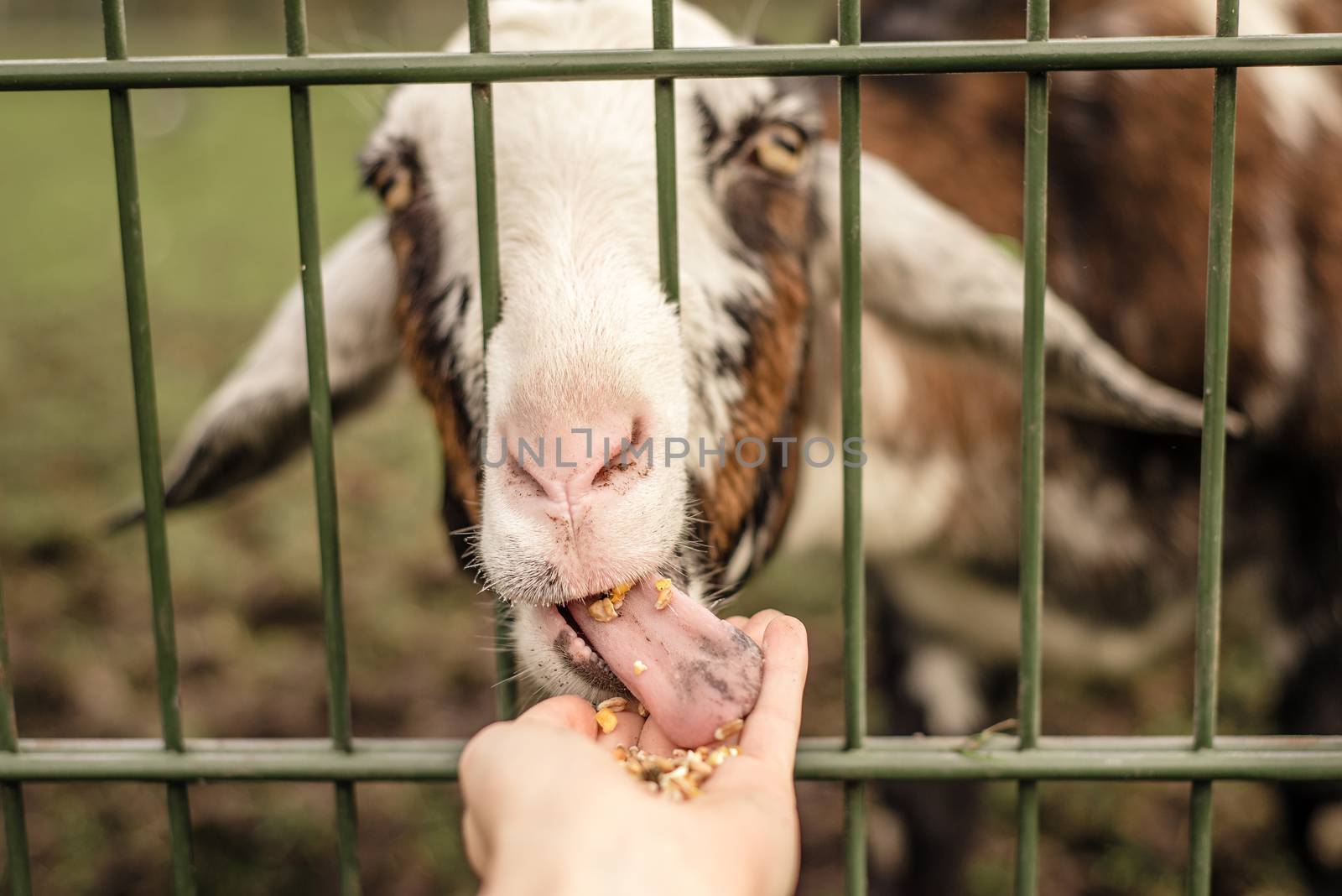 A goat licking food out of a persons hand by Pendleton