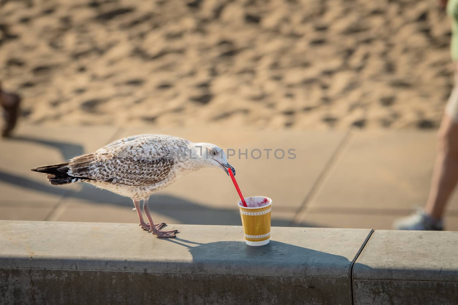 Seagull grabbing a plastic spoon and eating food from a cup left on the beach.