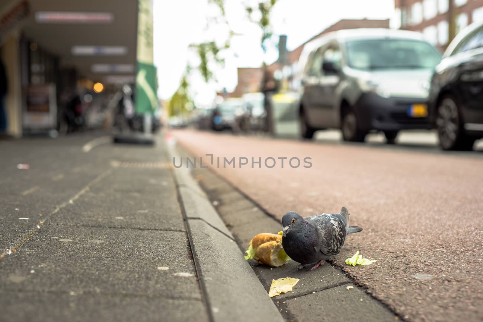 A pigeon eating a sandwich in Amsterdam, the Netherlands