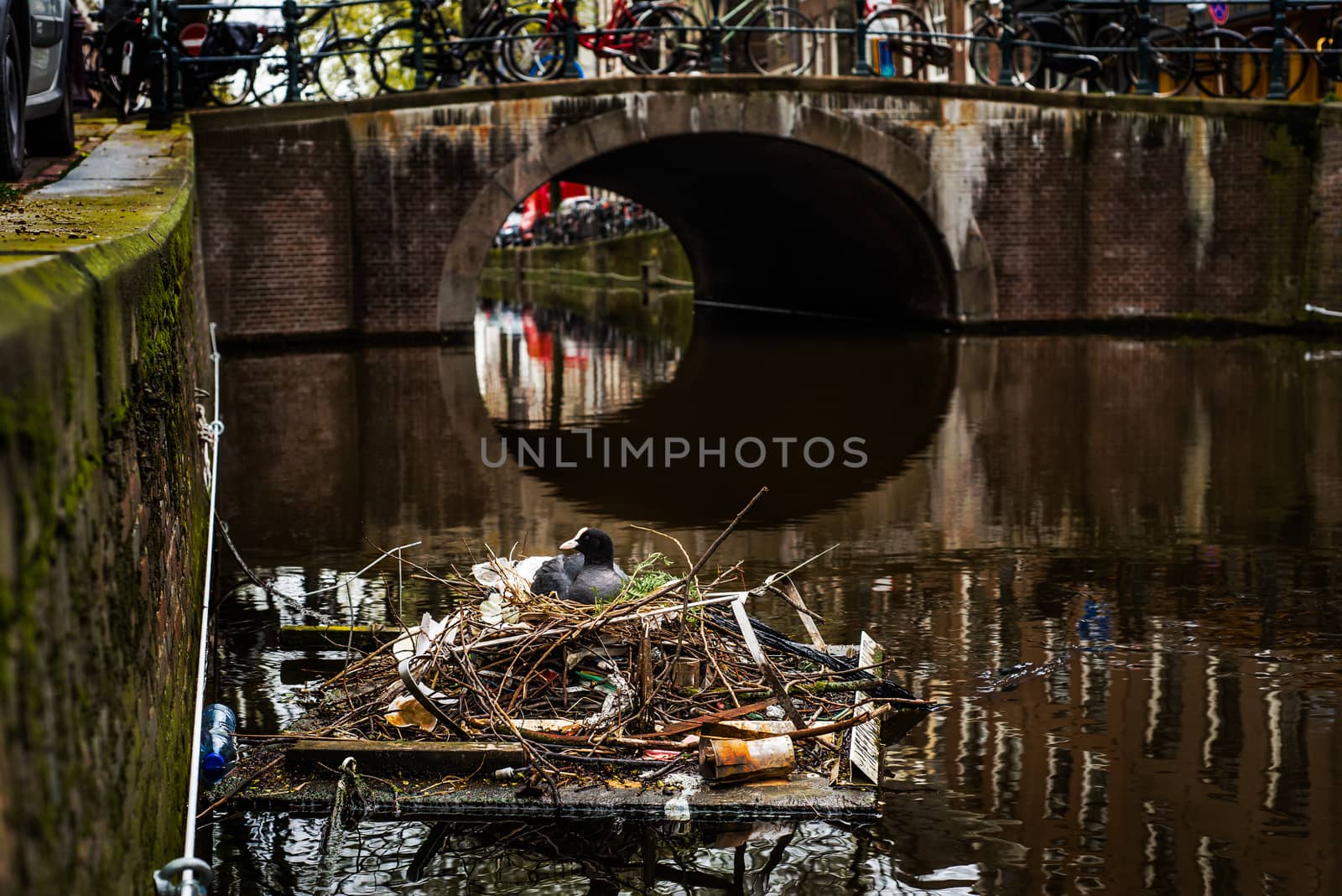 Eurasian Coot sitting on a nest built with human trash and litter in Amsterdam