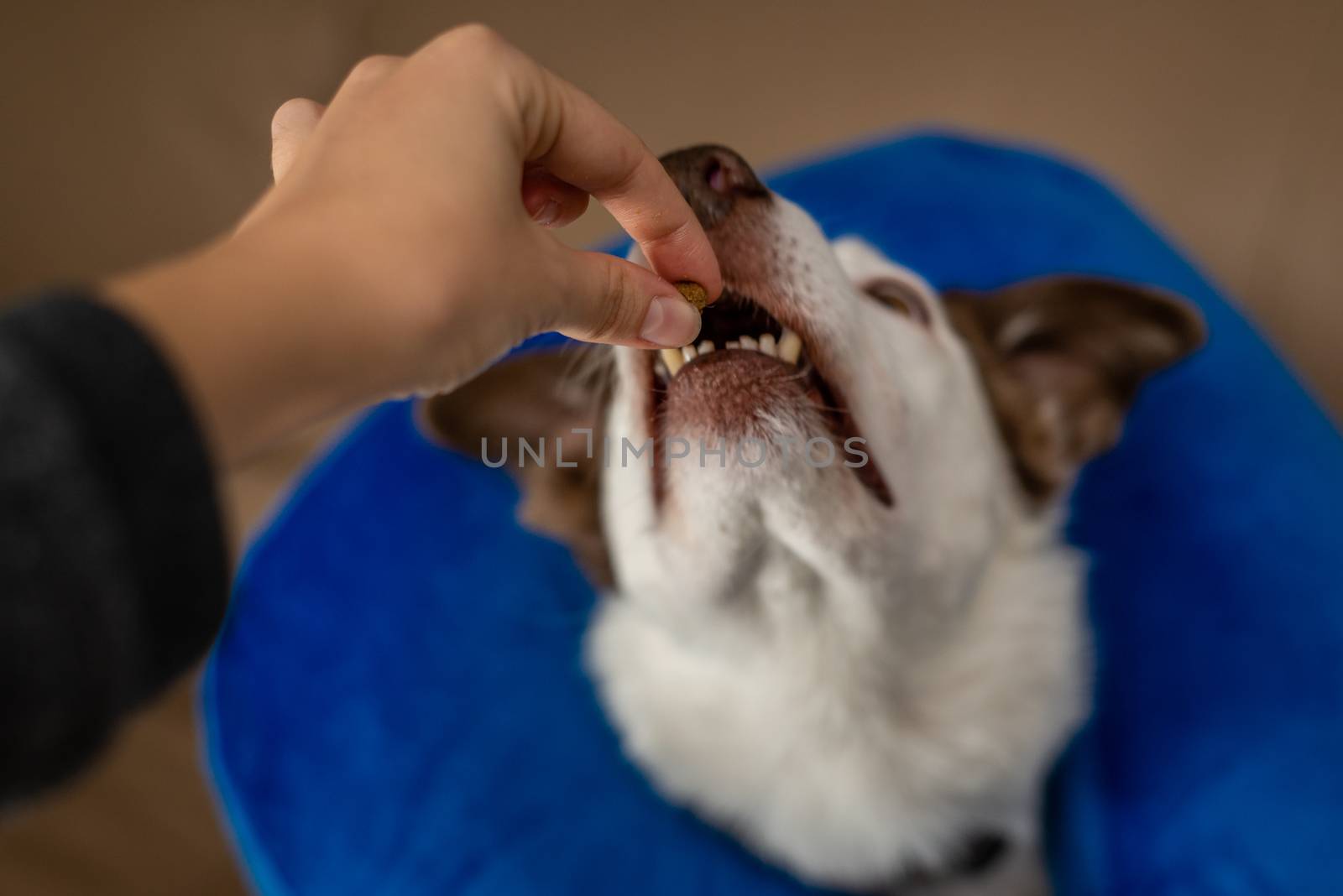 Border Collie dog wearing a blue inflatable collar and taking a treat by Pendleton