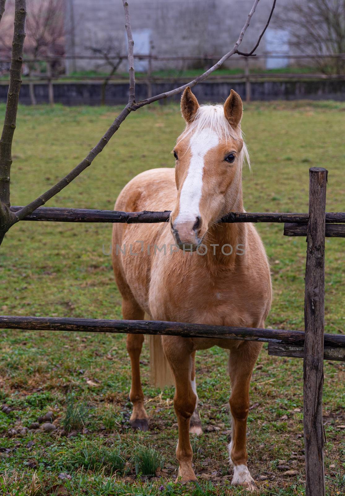 Texan horse, Quarter Horse red roan in the fence of a farm