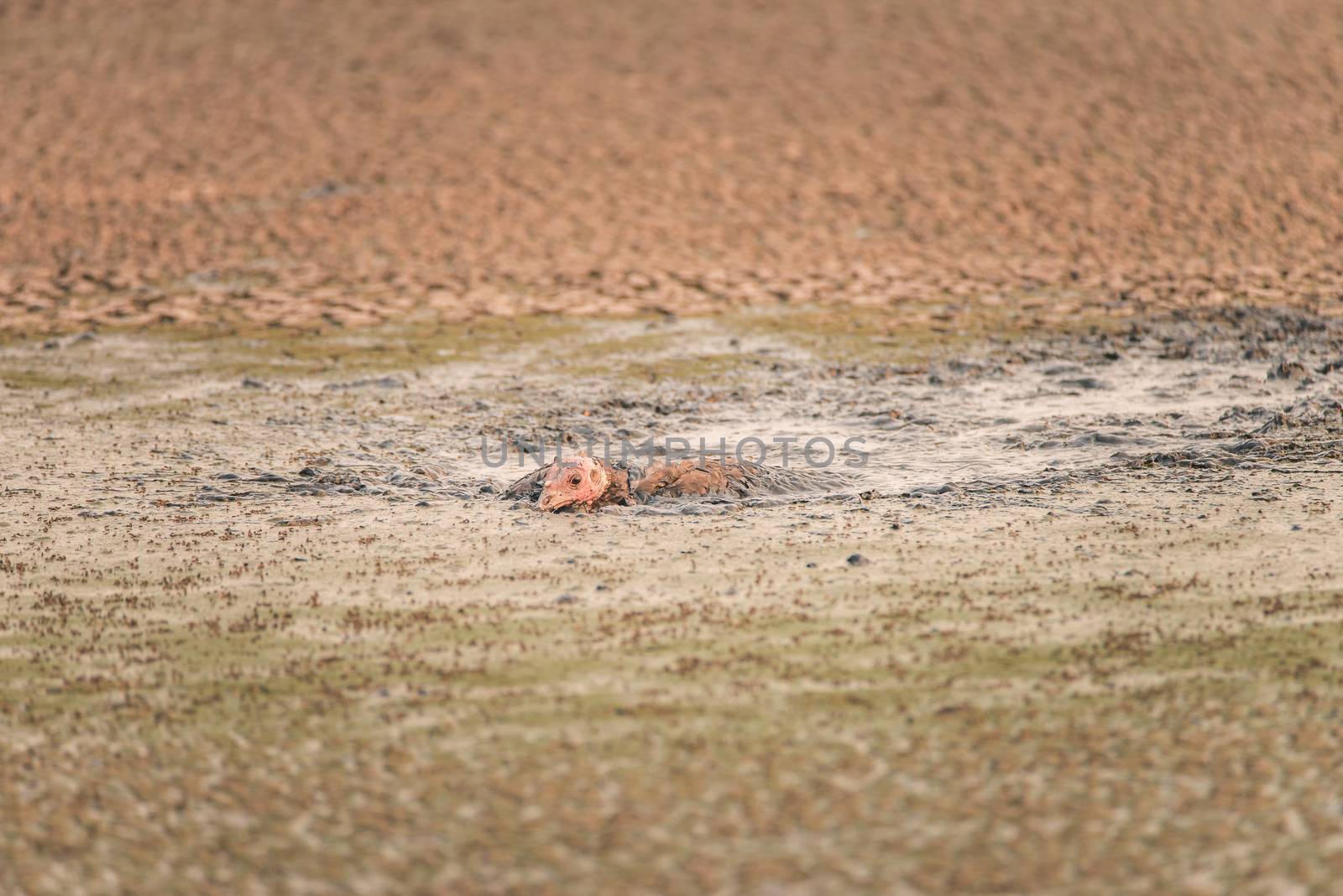 Turkey stuck in a sludge of human feces at a water treatment facility by Pendleton