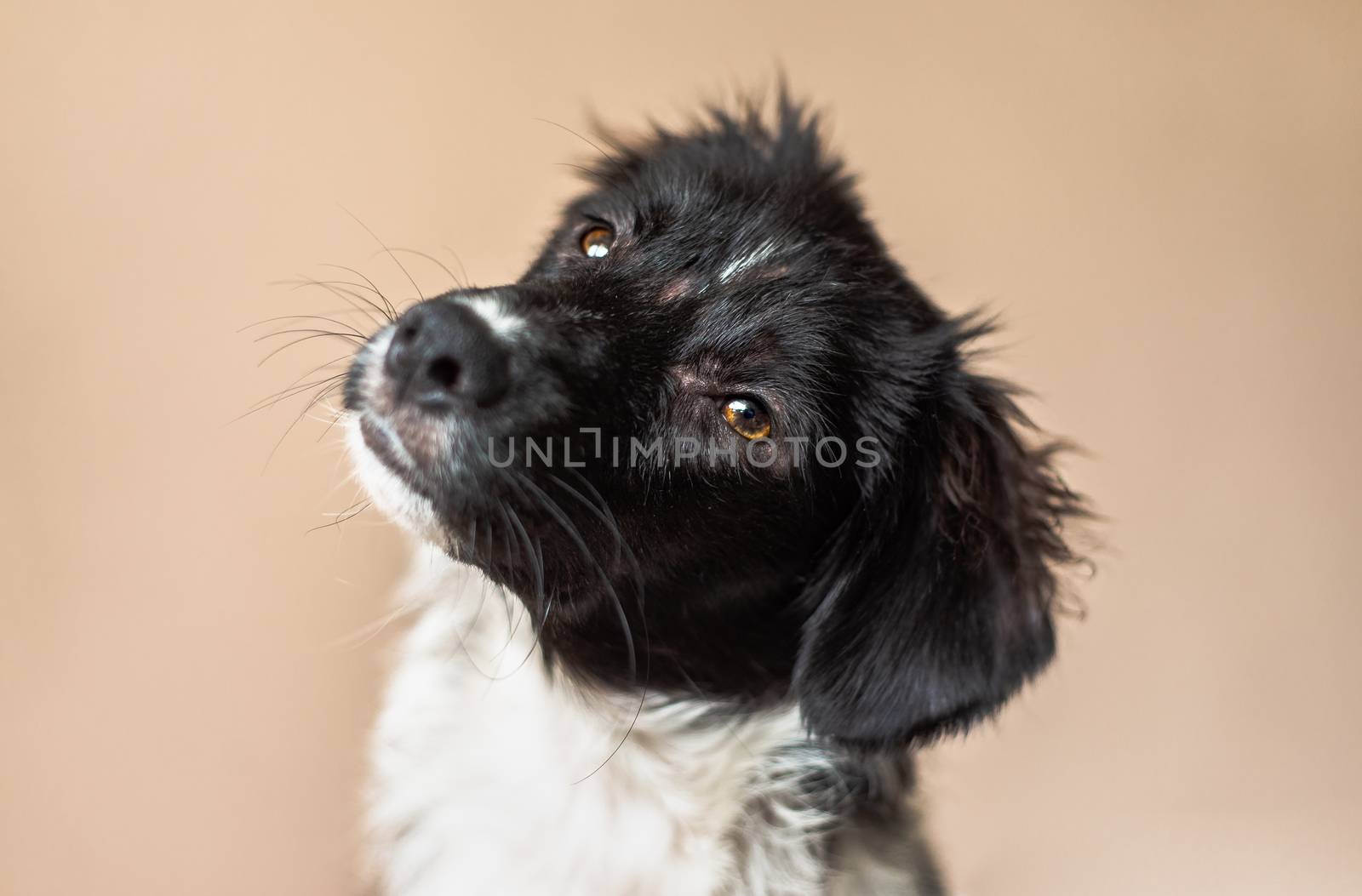 Border Collie mix puppy, missing fur from allergies, looks at the camera with a head tilt by Pendleton