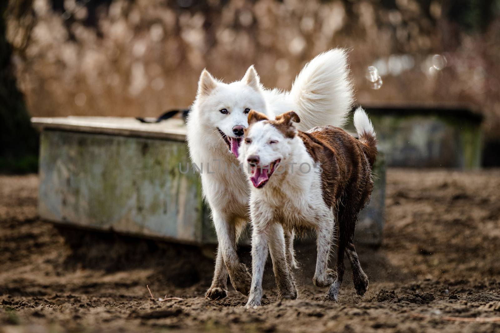 Cute, fluffy white Samoyed dog and a Border Collie run and play at the dog park by Pendleton