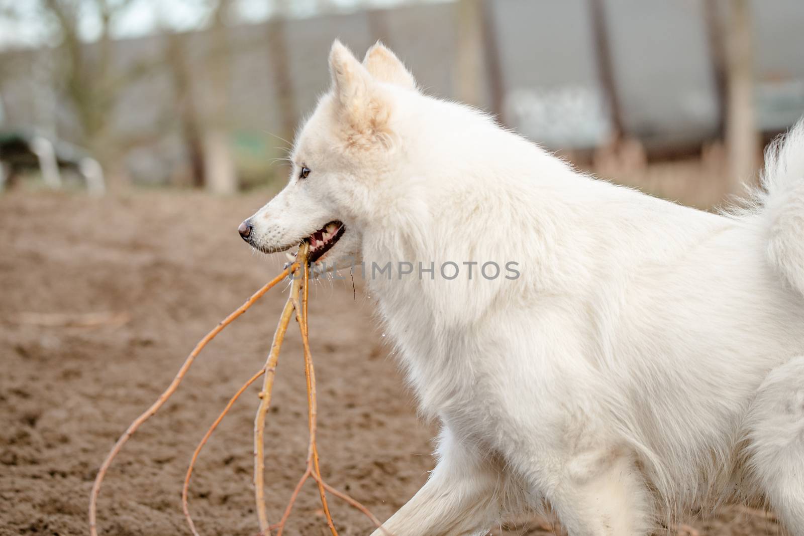 Cute, fluffy white Samoyed dog carries a big stick in her mouth at the dog park