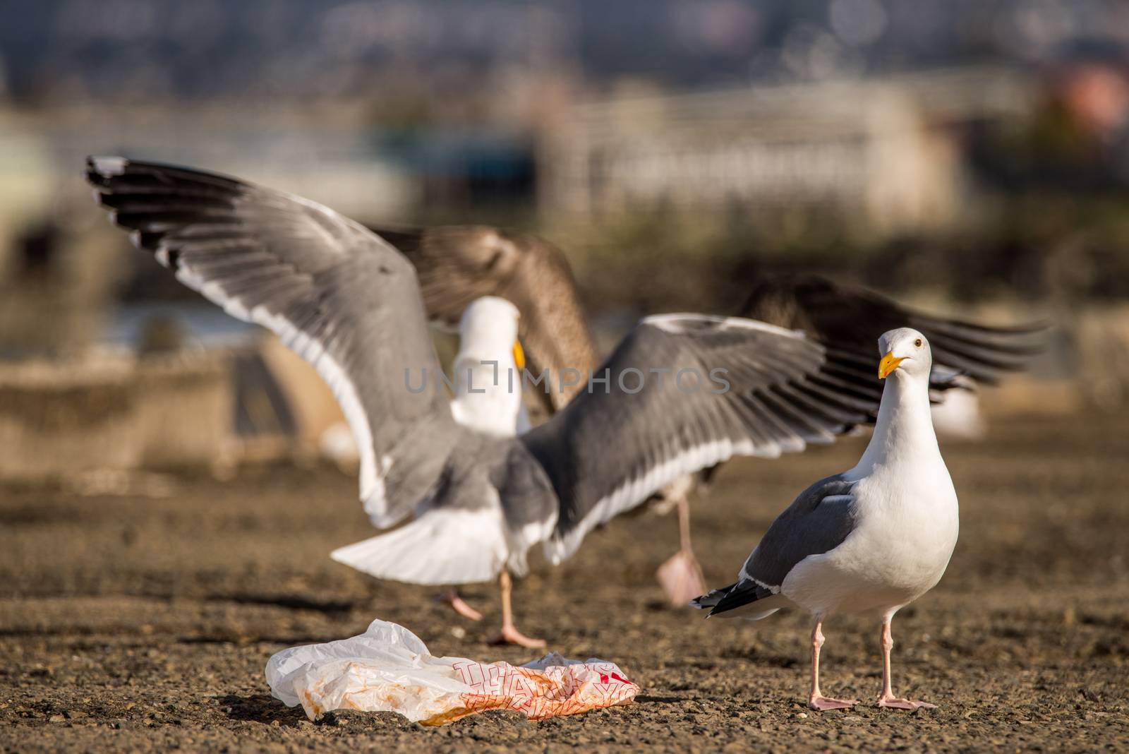 Gulls fighting over a littered plastic bag with food in it by Pendleton