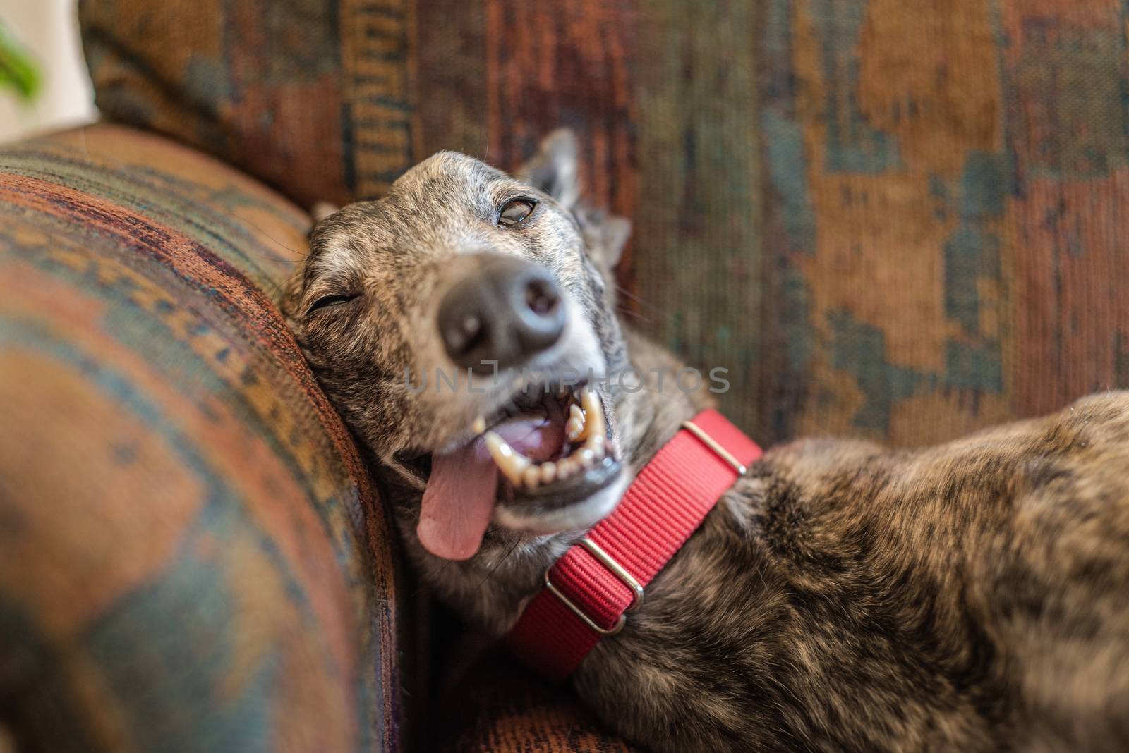 Cute rescued greyhound pet dog relaxing on the sofa of his new home by Pendleton