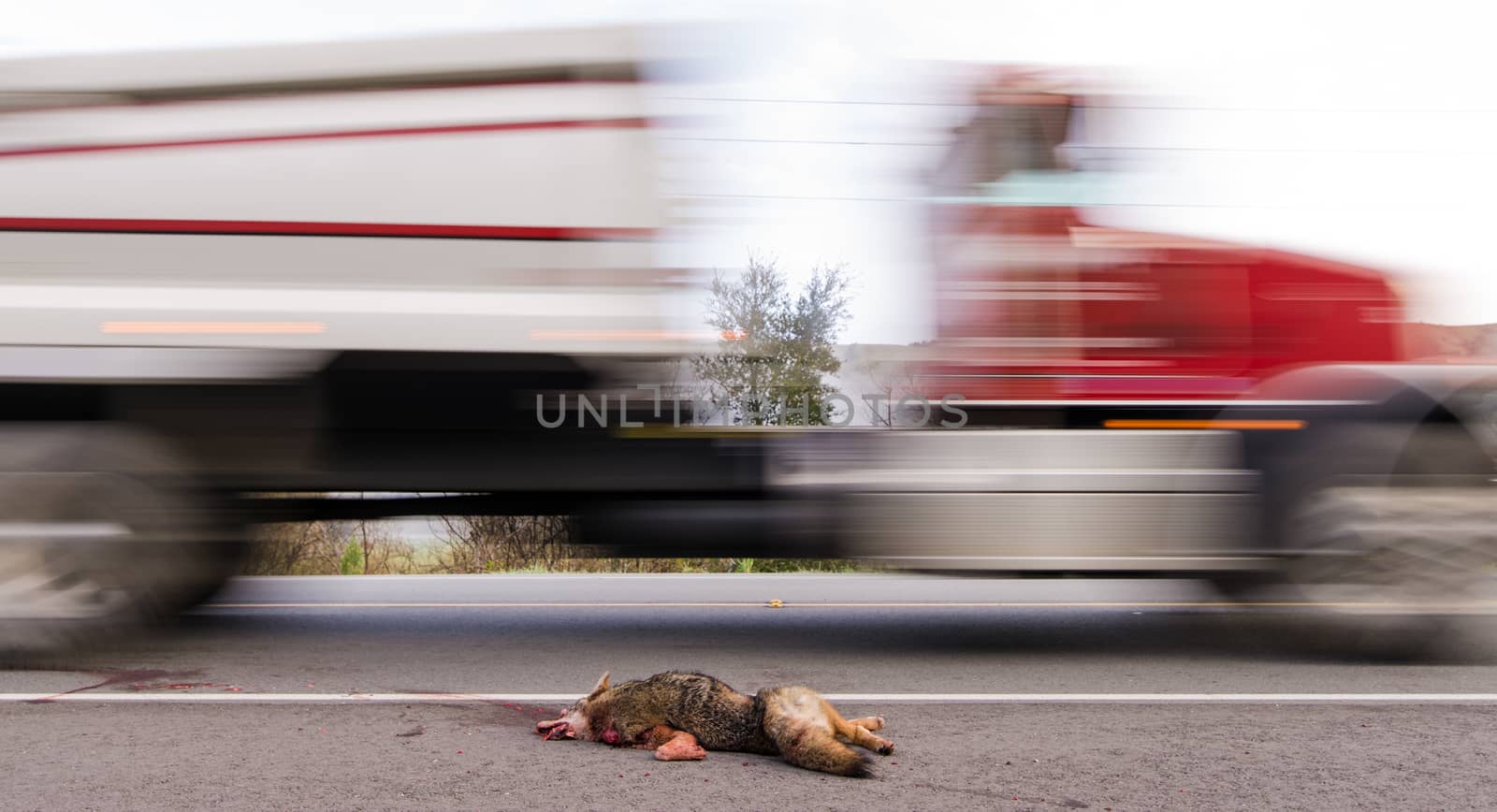 Roadkill - a coyote laying on the side of the road with a truck passing by