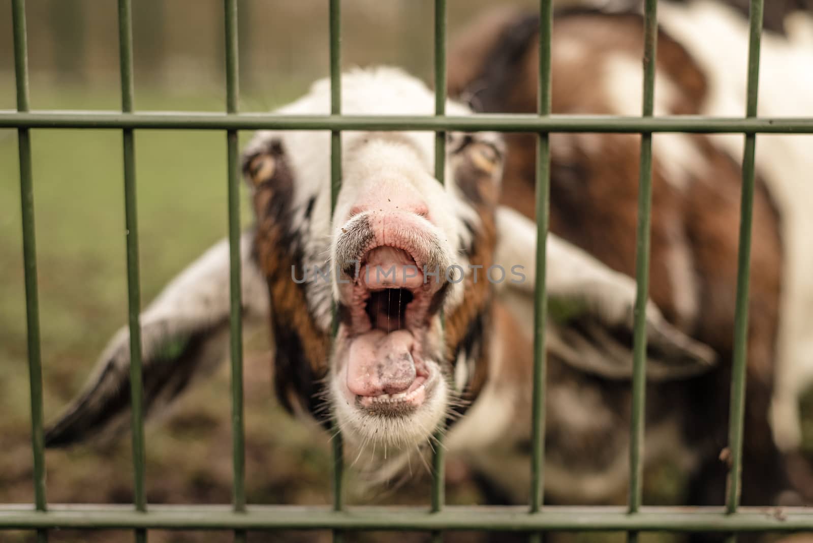 A goat sticks its nose through a fence, making a funny face