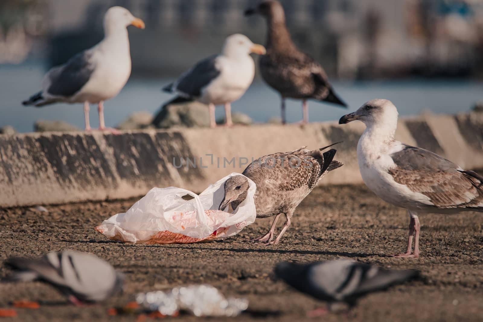 A hungry gull finds itself with a plastic bag around its neck when scavenging for food in human litter.