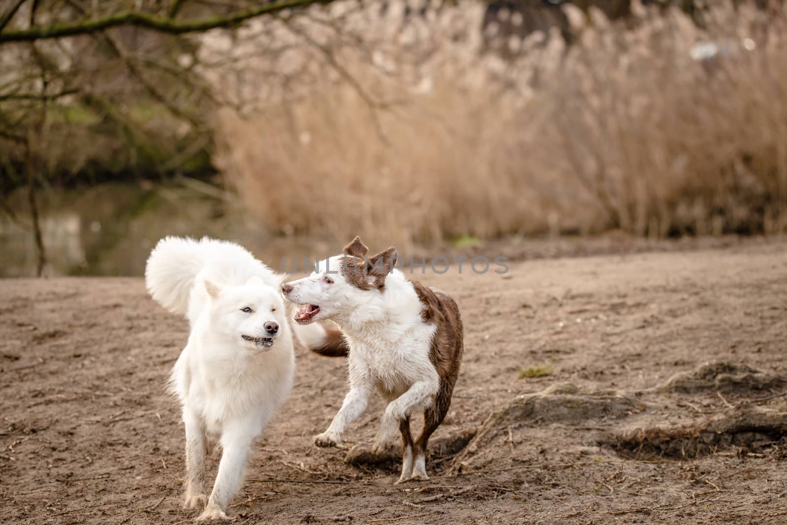 Cute, fluffy white Samoyed dog and her Border Collie friend by Pendleton