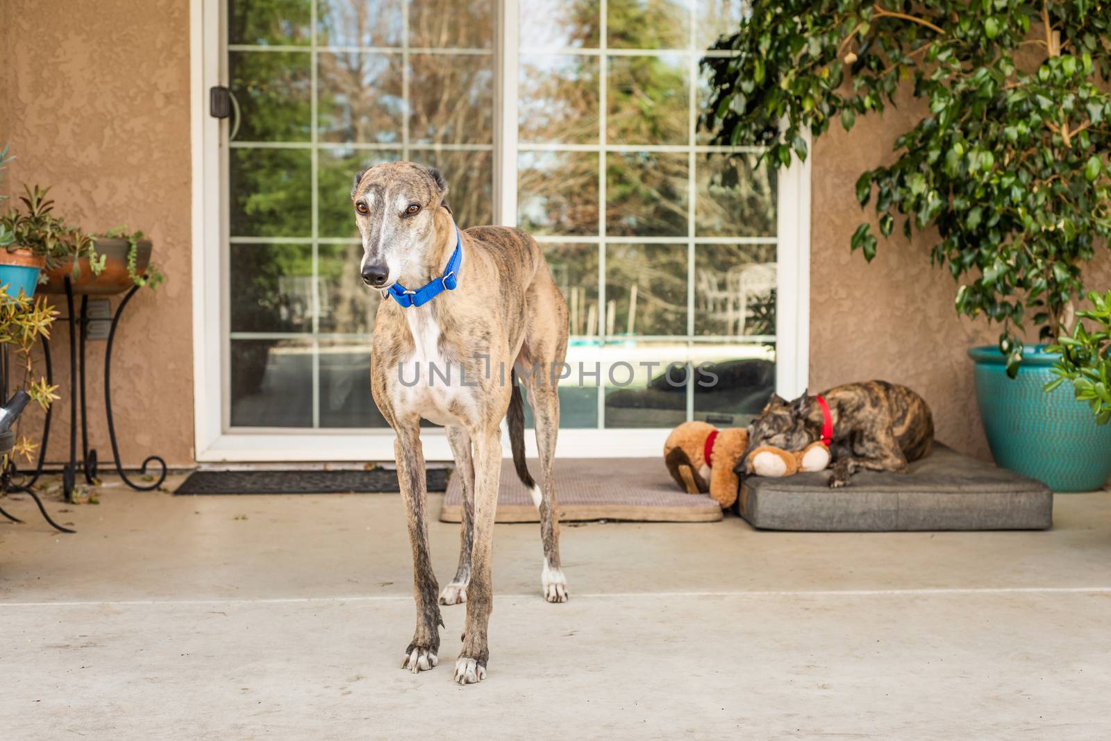 Two rescued Greyhounds, former blood dogs, in their adoptive home by Pendleton