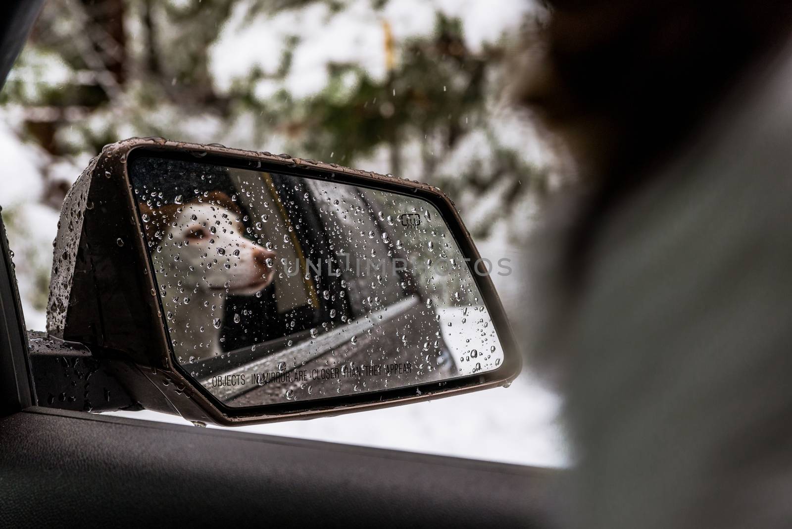 Rainy reflection of a young dog in the rear-view side mirror of a car by Pendleton