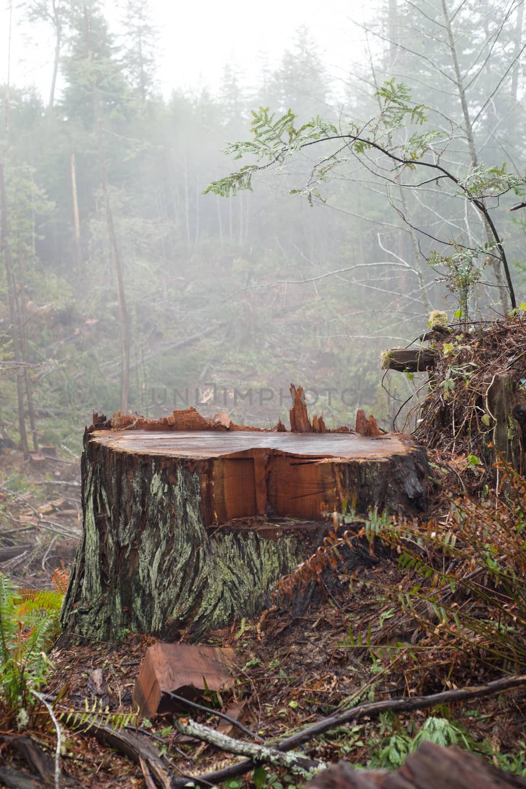 Deforestation of the ancient Redwoods in Humboldt Cacounty, Northern California