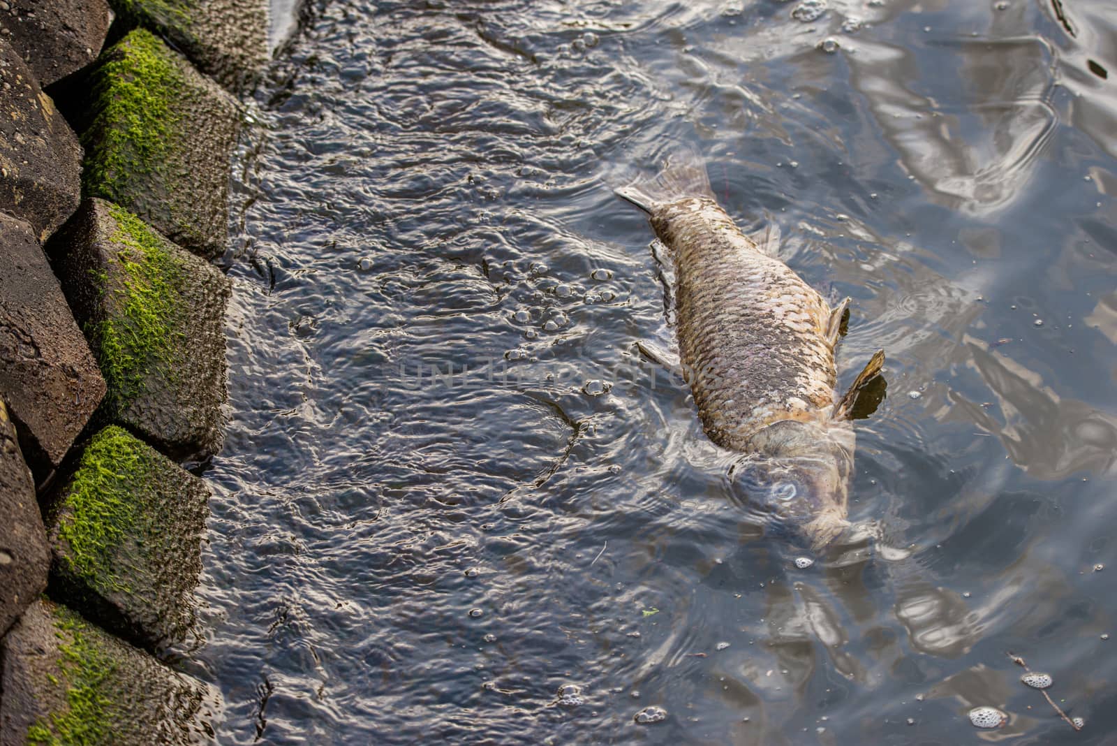 A dead fish floating along the side of the river in Amsterdam, the Netherlands