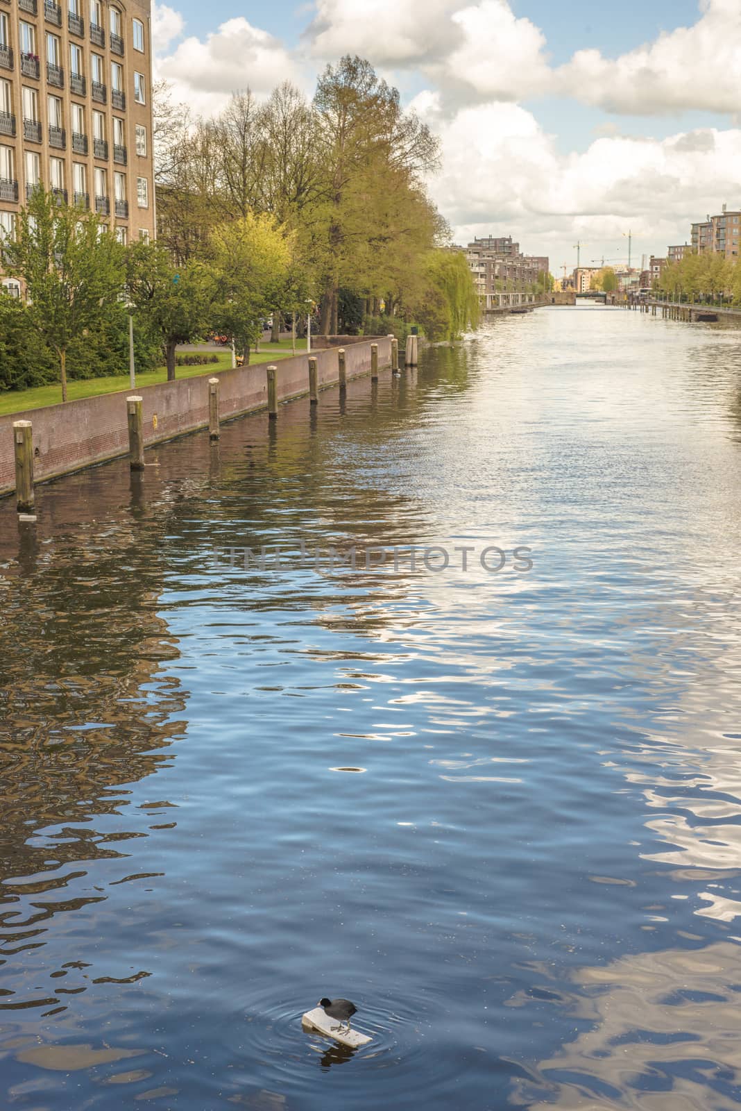A Eurasian Coot standing on styrofoam in an Amsterdam canal