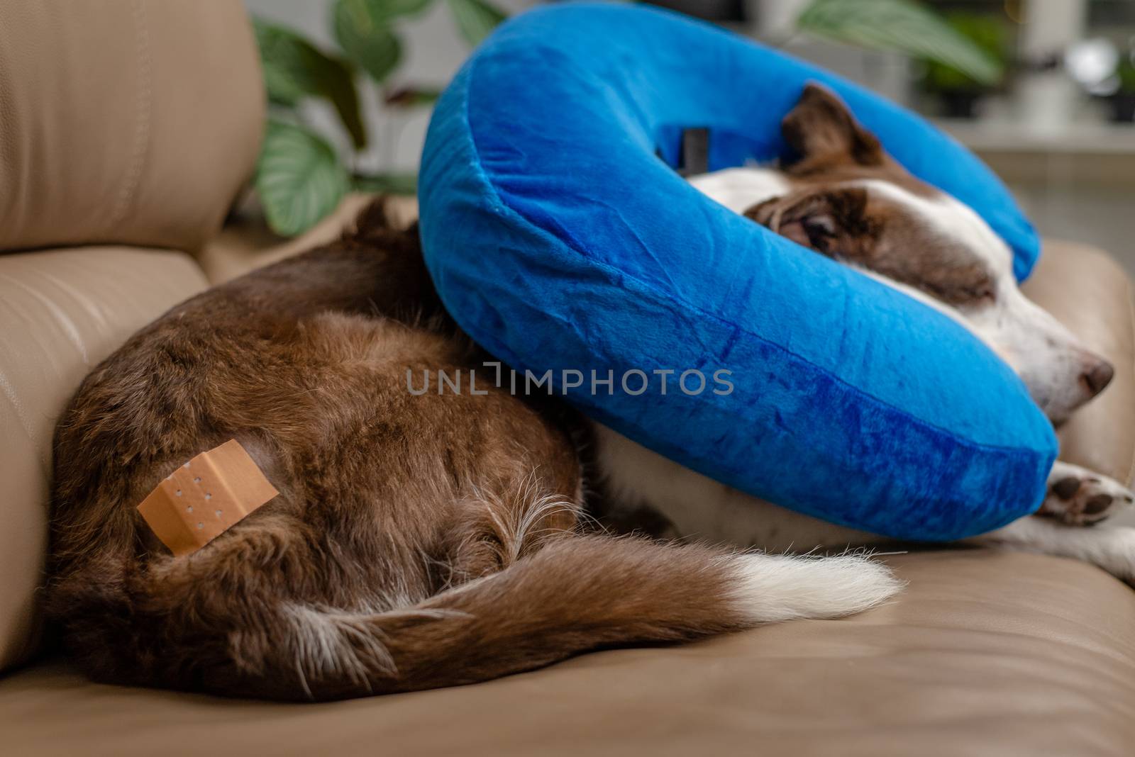 Blue inflatable elizabethan doughnut collar on a wounded dog. Medical care, veterinary objects