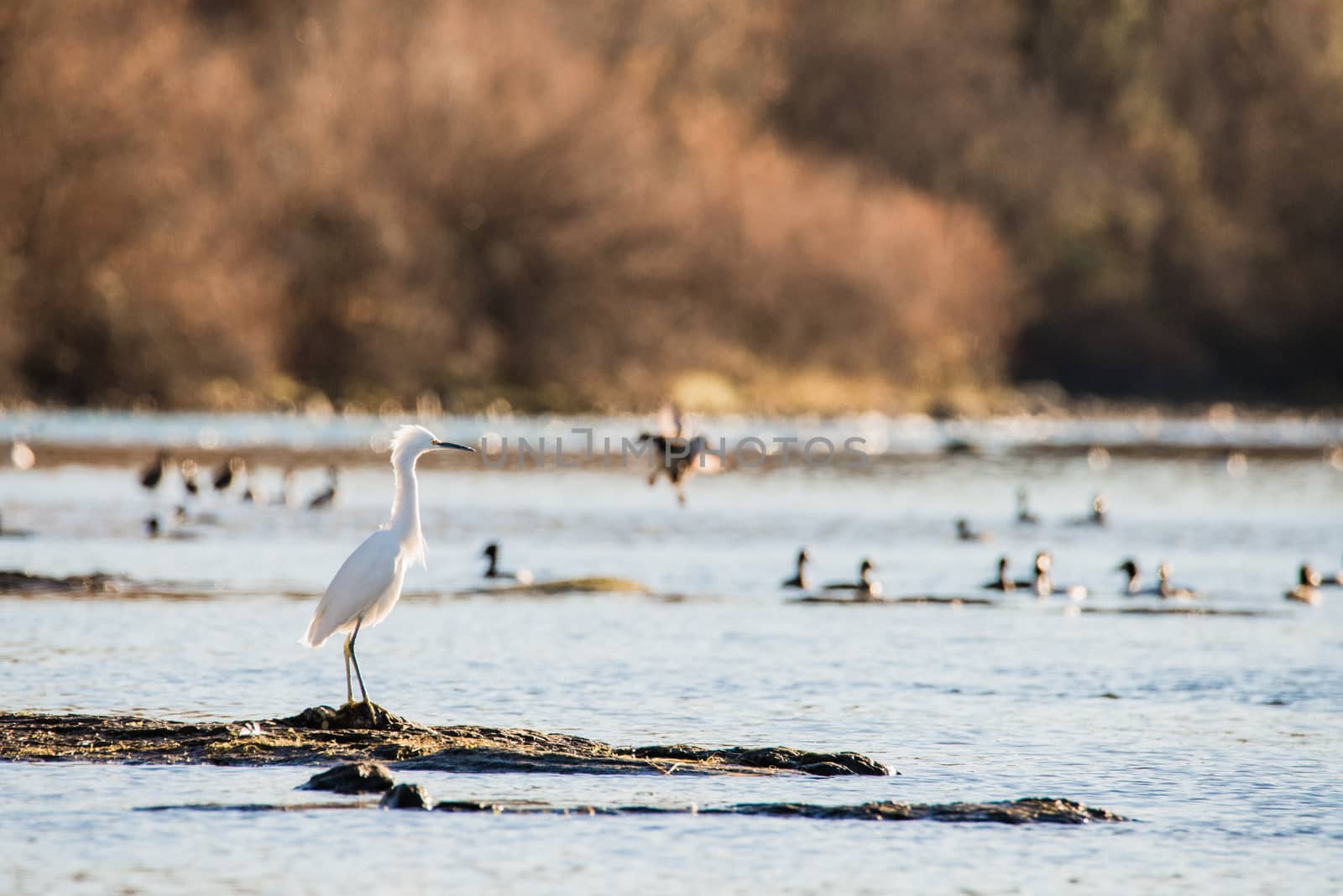 Snowy heron standing still by shallow water to ambush its prey